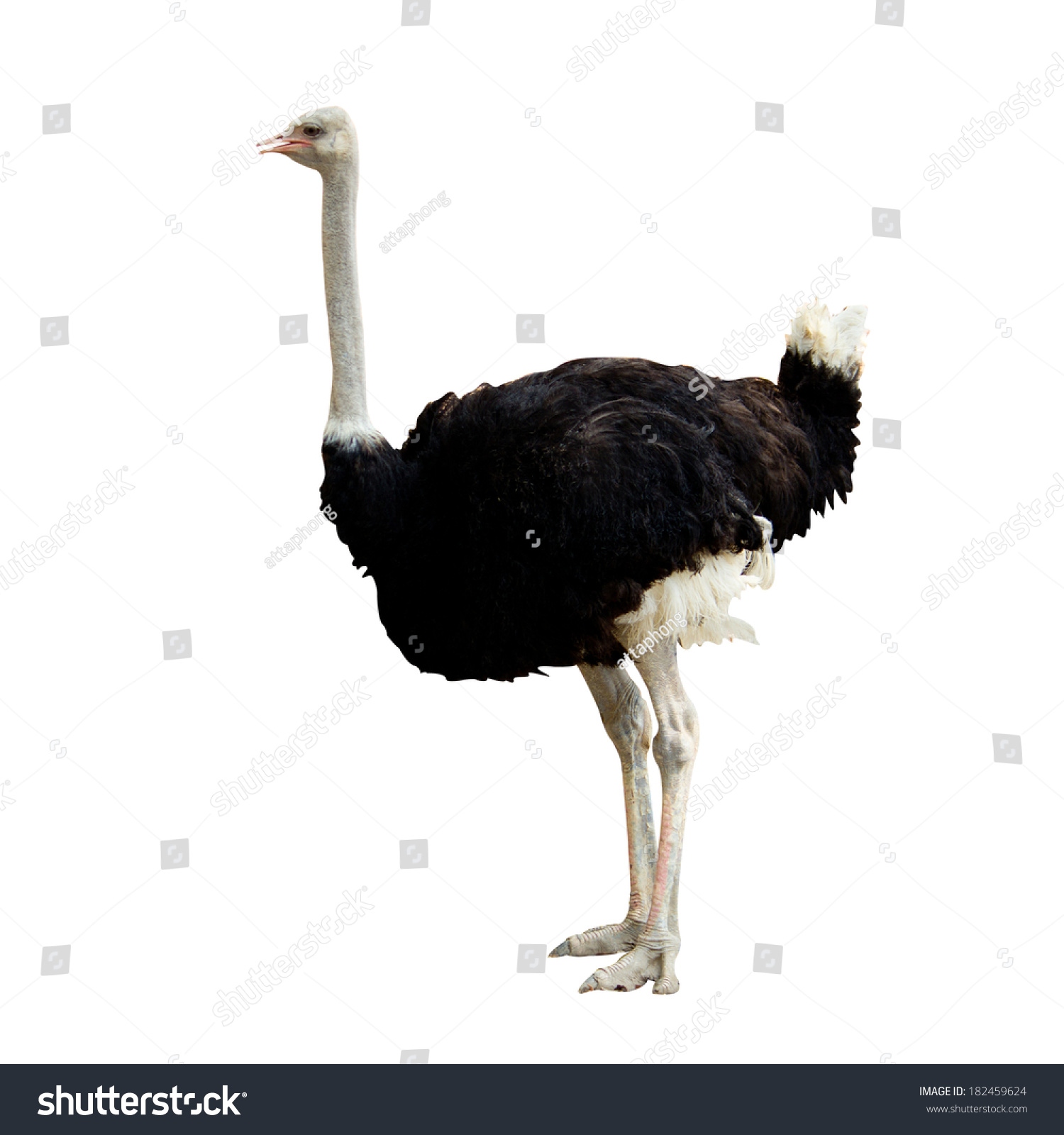 Ostrich On White Background Stock Photo 182459624 - Shutterstock