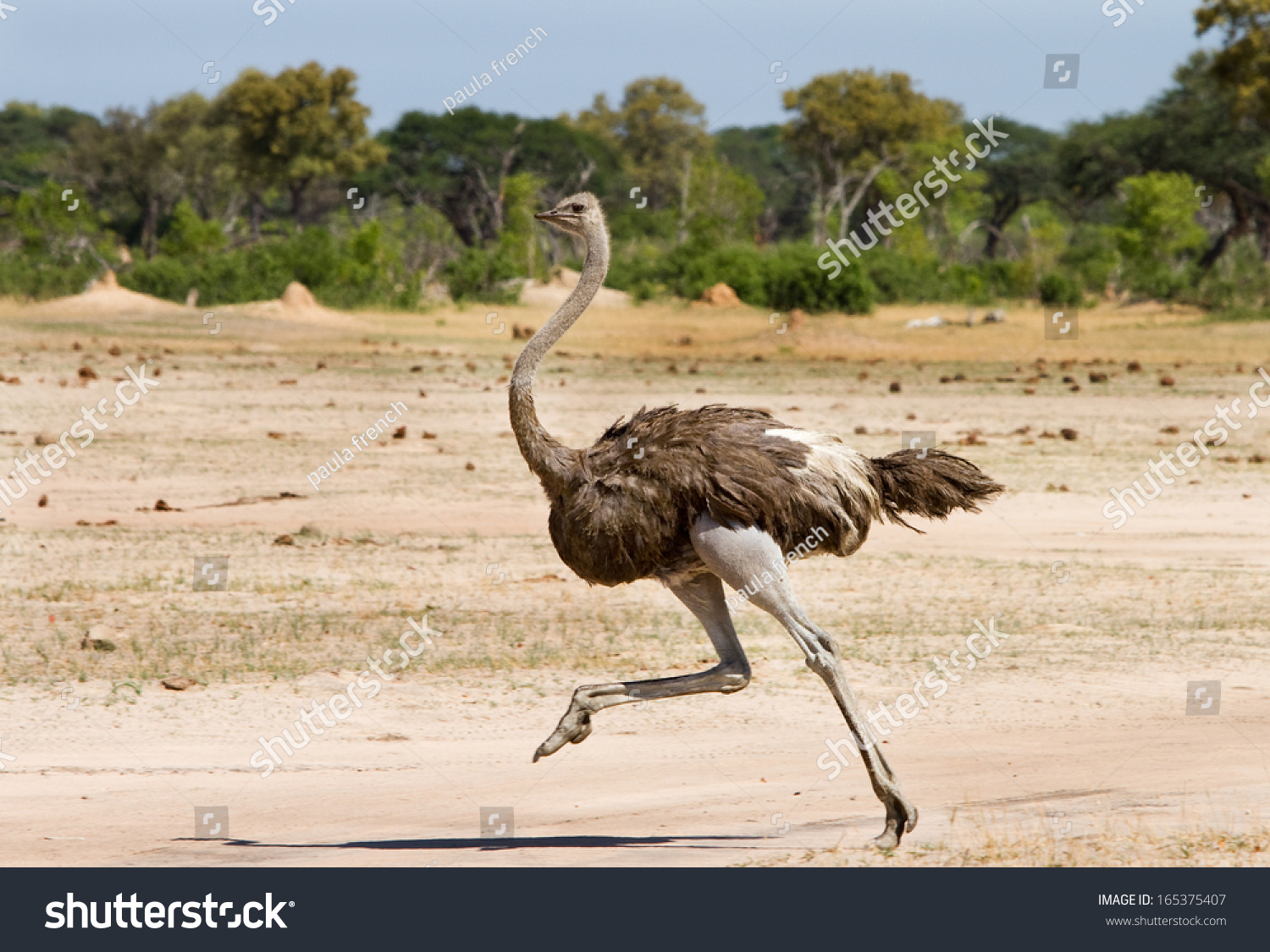 Ostrich Running Acrossn The Plains In Hwange - Zimbabwe Stock Photo ...