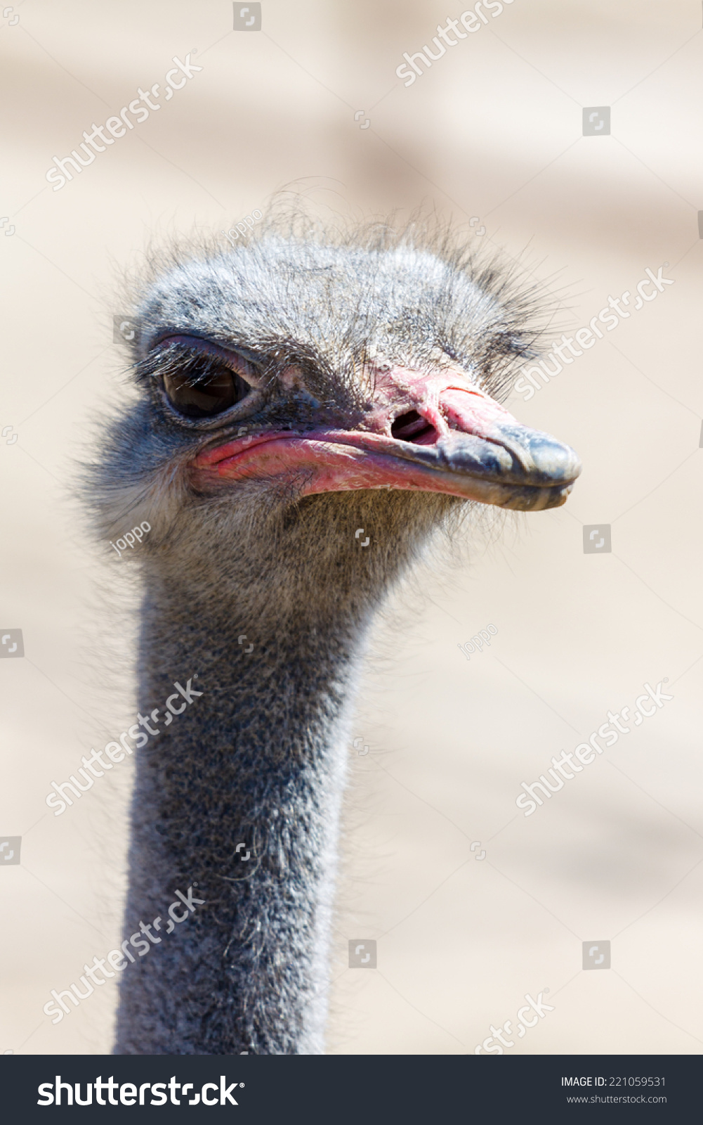 Russian Ostrich - ostrich farm (Moscow region) Russian Ostrich - ostrich farm (Moscow region)