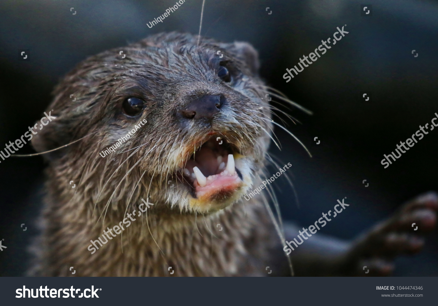 Otter Mouth Open Stock Photo (edit Now) 1044474346