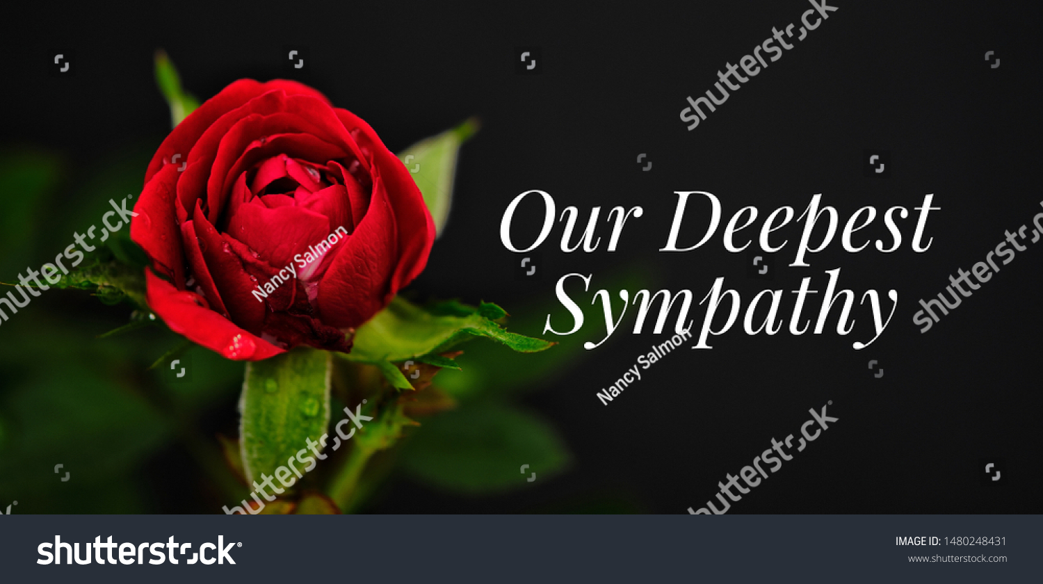 Our Deepest Sympathy Card Red Rose Stock Photo (Edit Now) 1480248431