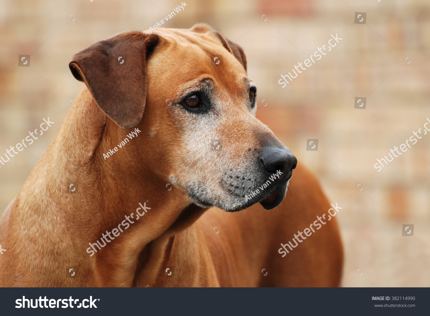 old rhodesian ridgeback