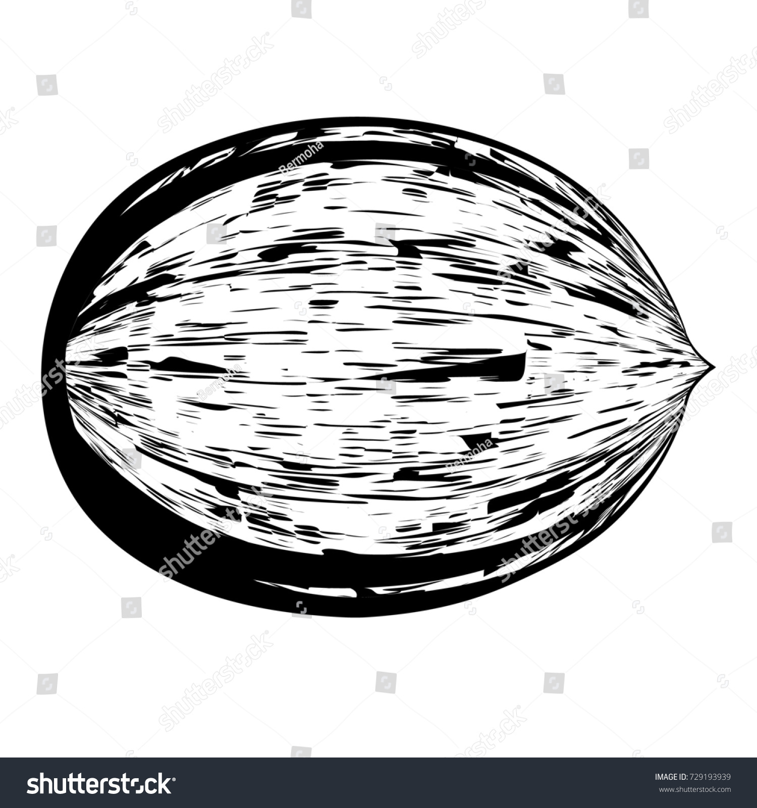 Outline Sketch Monochrome Coconut Black And White Contour Elegant Nut Fruit Drawing For Coloring