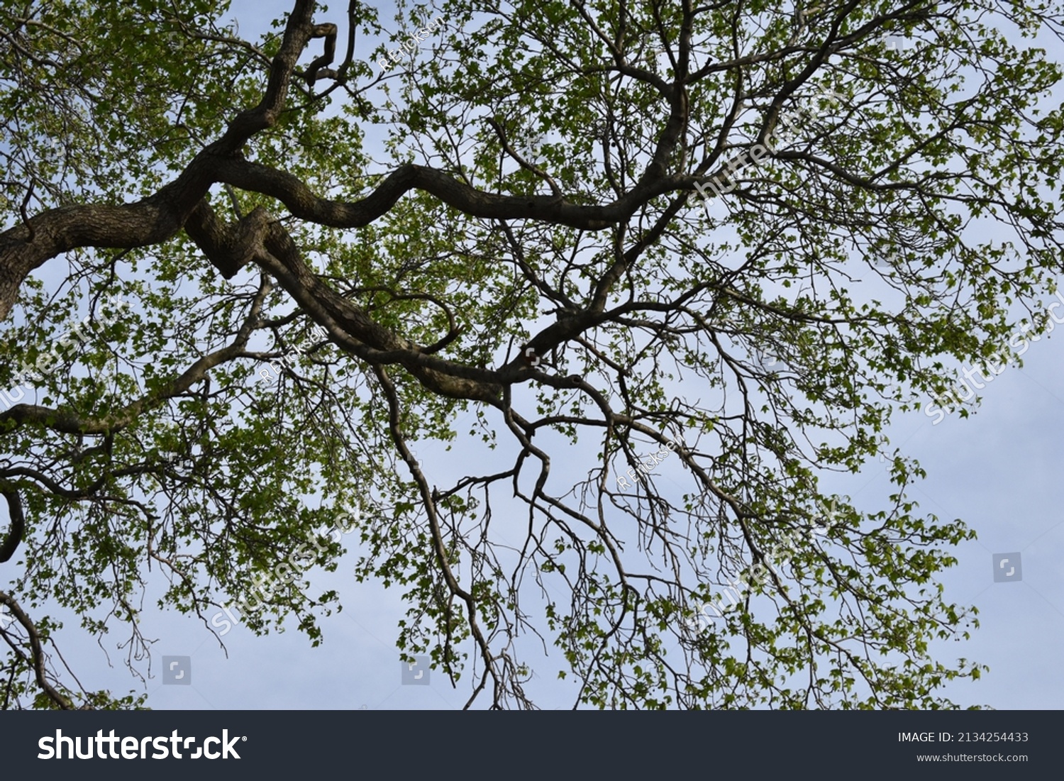 Overhead Tree Branch Nj Park Stock Photo 2134254433 