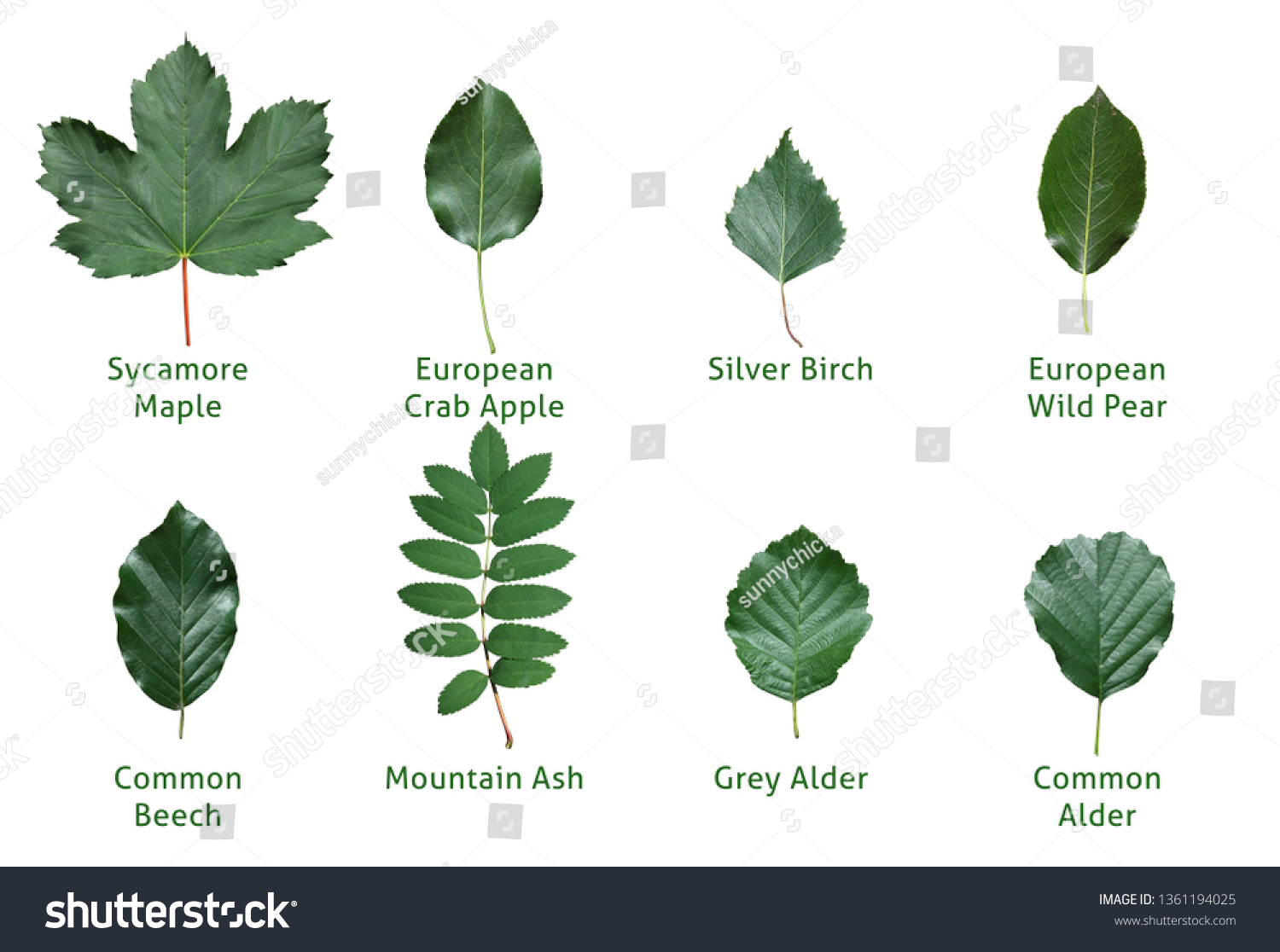 overview-different-types-leaves-names-stock-photo-1361194025-shutterstock