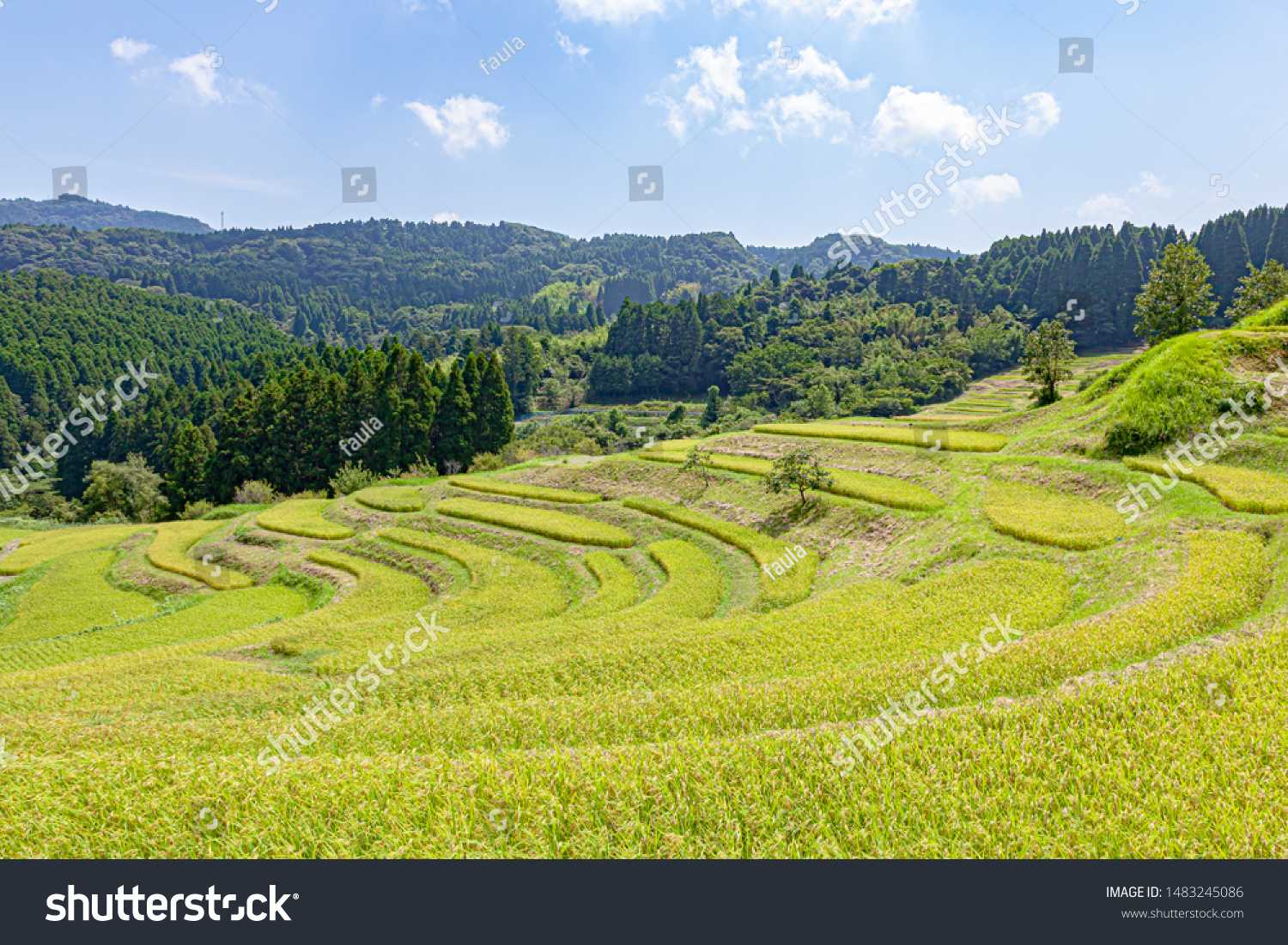 Oyama Senmaida Rice Terrace Located Oyama Stock Photo Edit Now