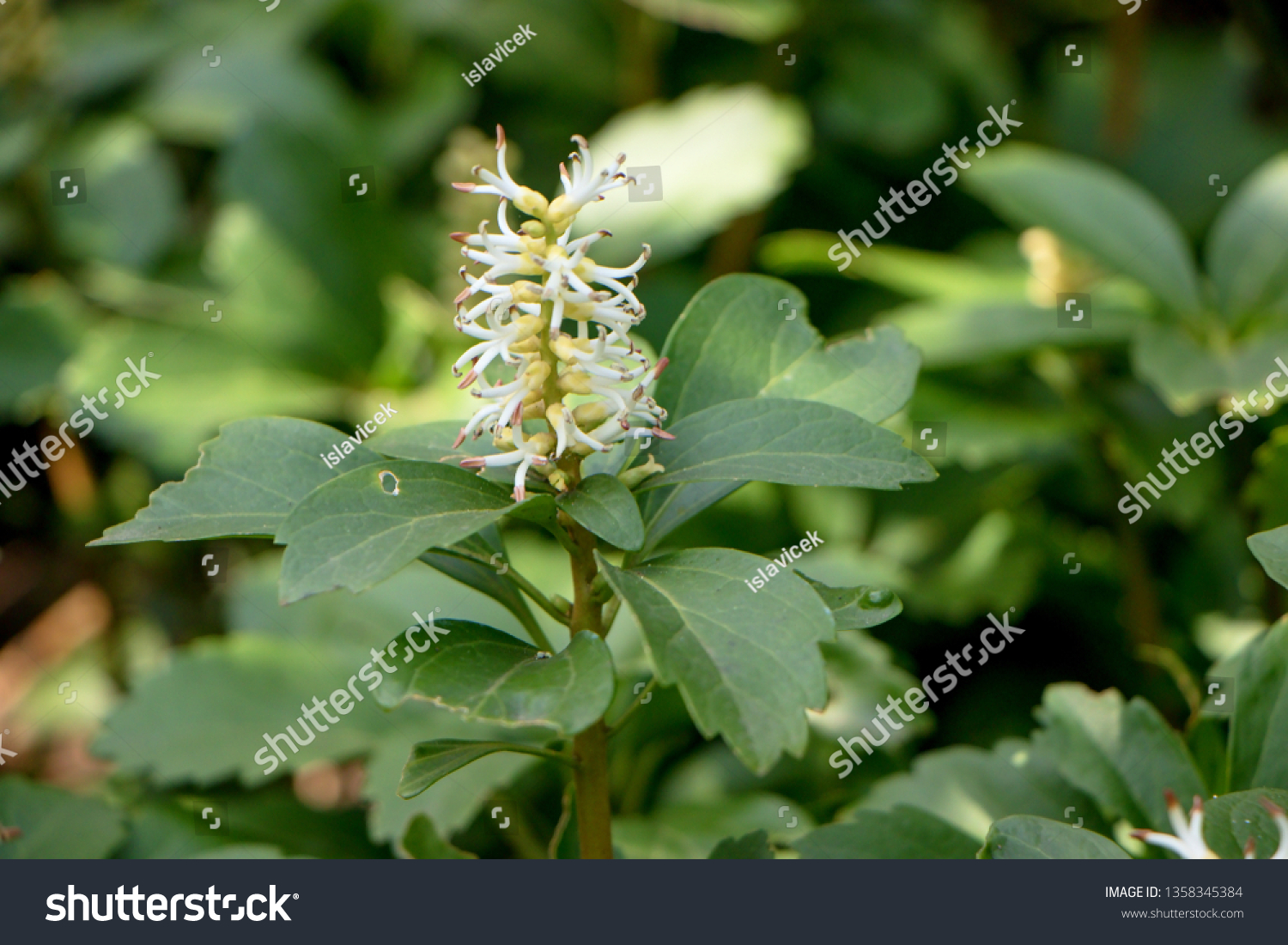 Pachysandra Terminalis Japanese Pachysandra Carpet Box Stock Photo Edit Now