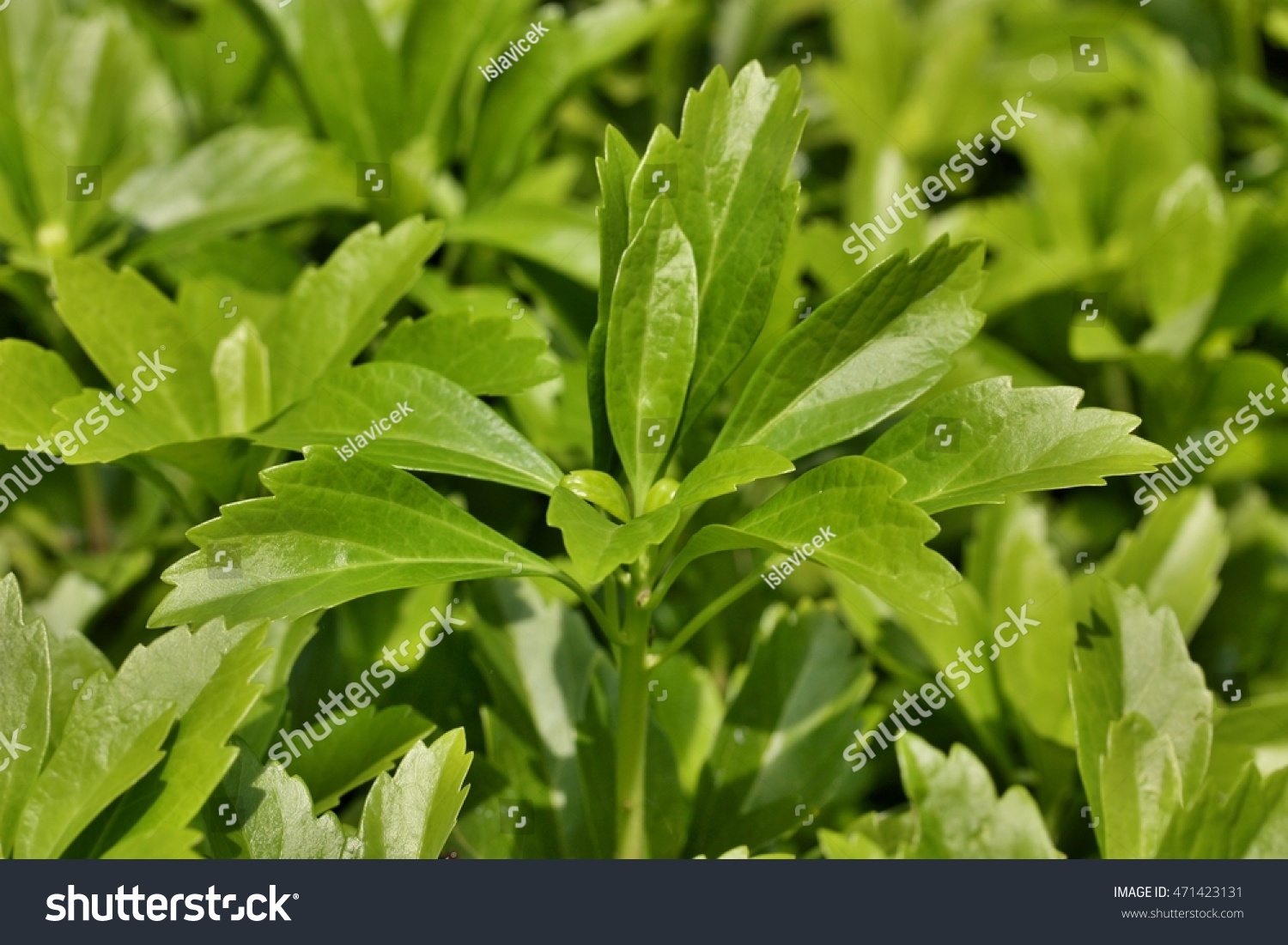 Pachysandra Terminalis Japanese Pachysandra Carpet Box Stock Photo Edit Now