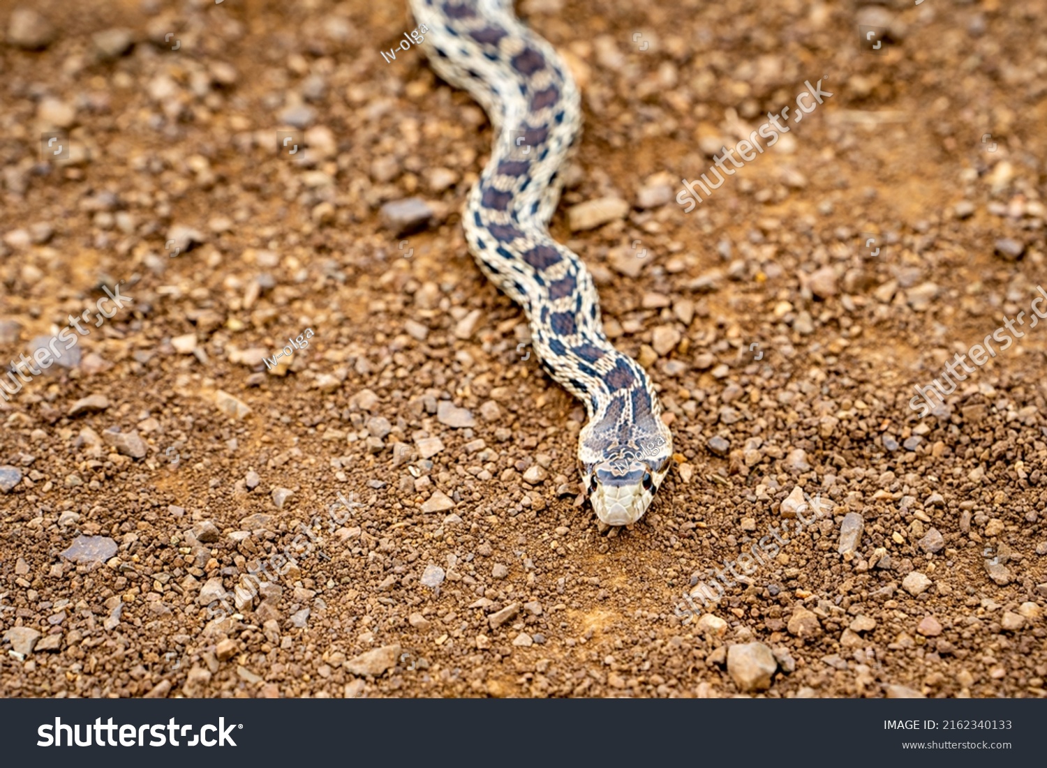 Pacific Gopher Snake Pituophis Catenifer Catenifer Stock Photo ...