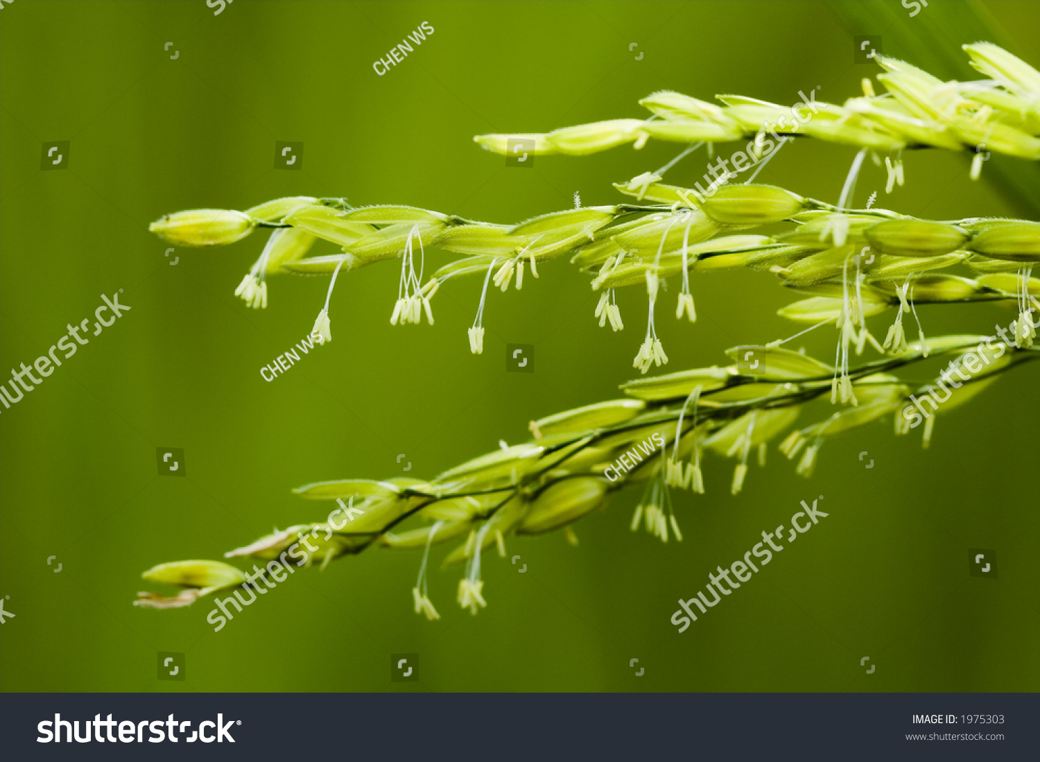 Paddy Stalk And Flowers Stock Photo 1975303 : Shutterstock