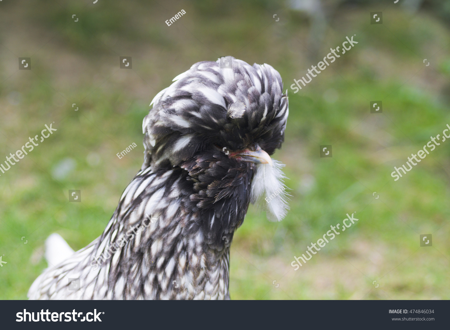 Paduan Chicken Breeds Stock Photo Edit Now 474846034