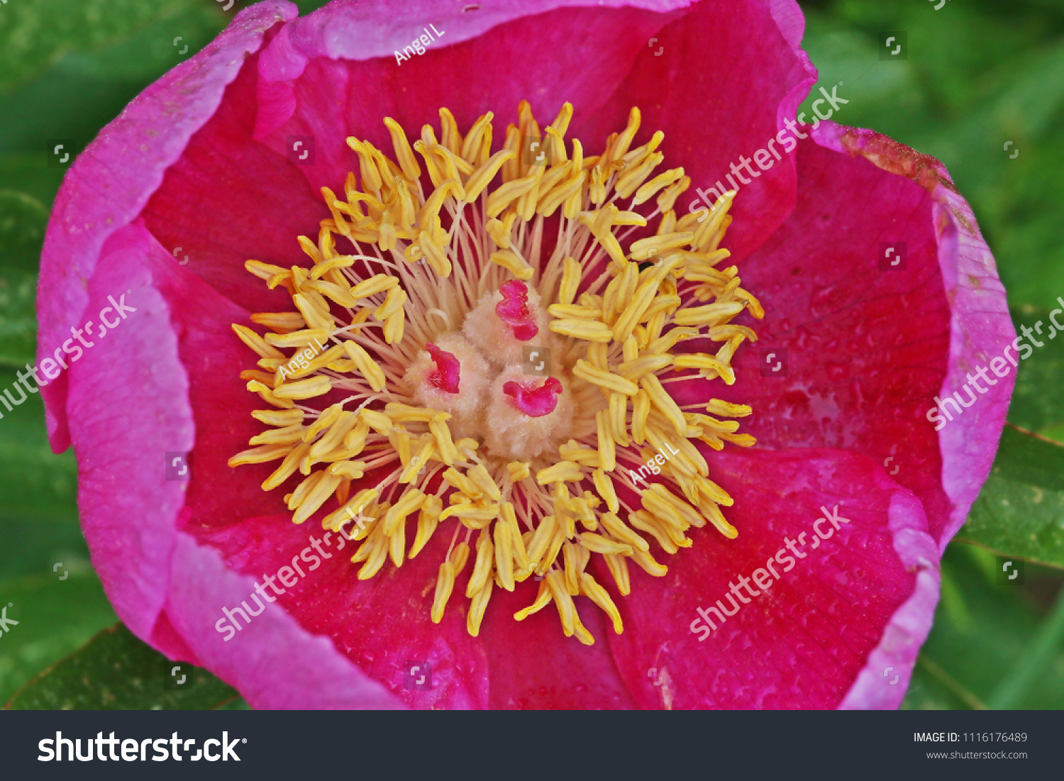 25件の Paeonia Broteri の画像 写真素材 ベクター画像 Shutterstock