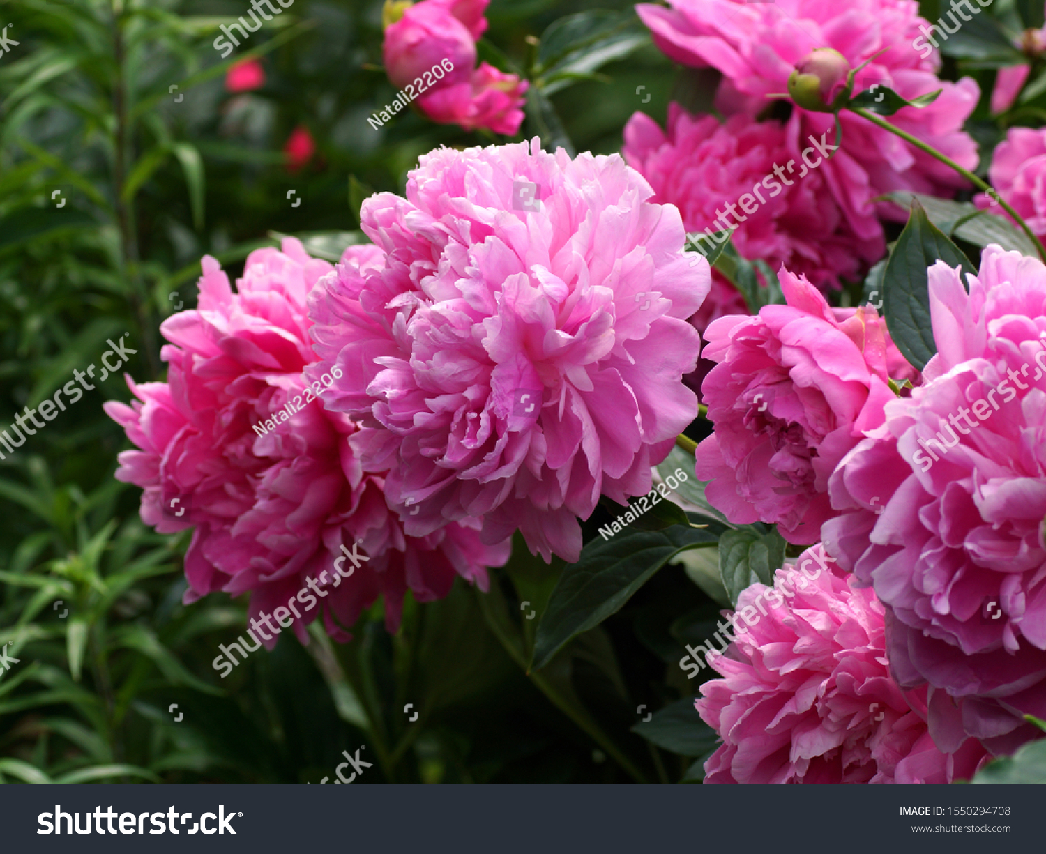 Paeonia Princess Margaret Double Pink Peony Stock Photo Edit Now