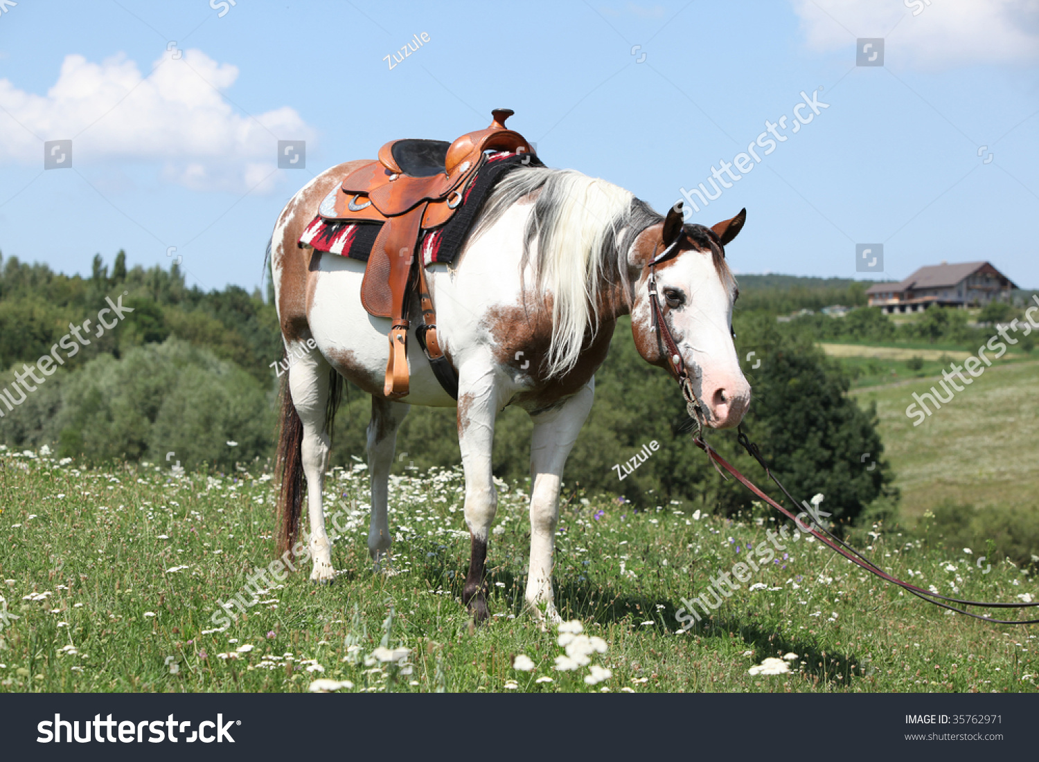 Paint Horse With Saddle Stock Photo 35762971 : Shutterstock