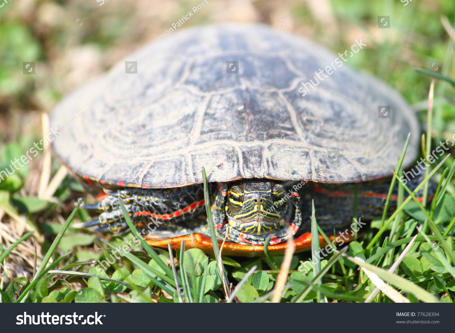 Painted Turtle (Chrysemys Picta) Coming Out In Spring In Illinois Stock ...