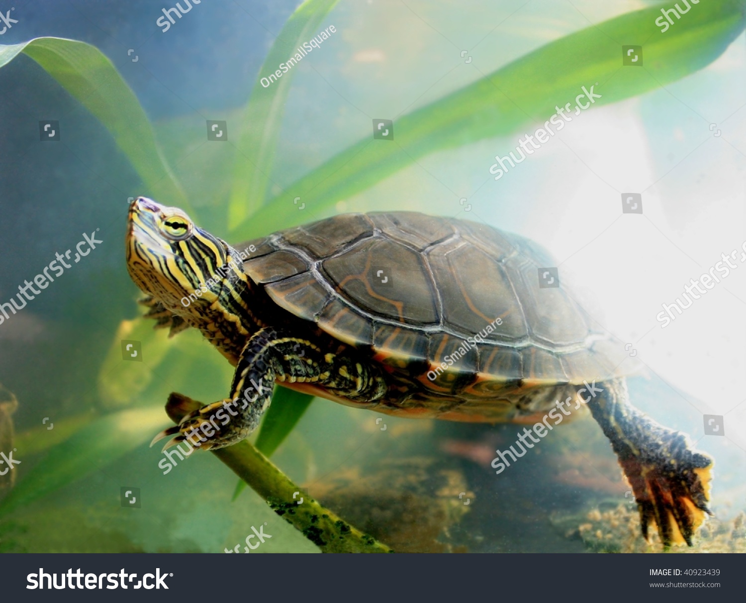 Painted Turtle Swimming Stock Photo 40923439 - Shutterstock