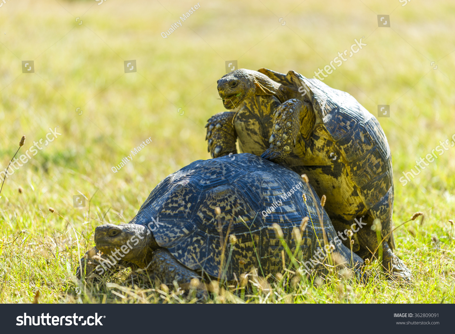 Picture Of A Male African Spur Tortoises Penis 120