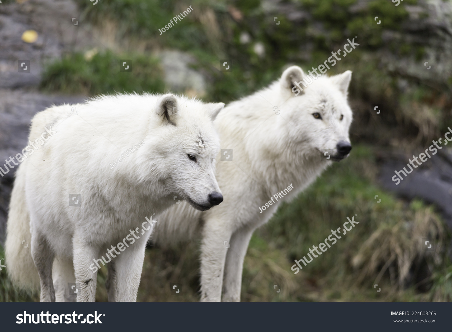 Pair Arctic Wolves Stock Photo 224603269 - Shutterstock