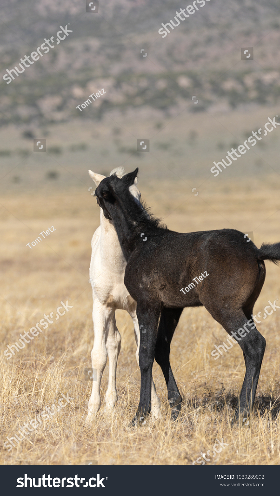 Poulain Images Photos Et Images Vectorielles De Stock Shutterstock