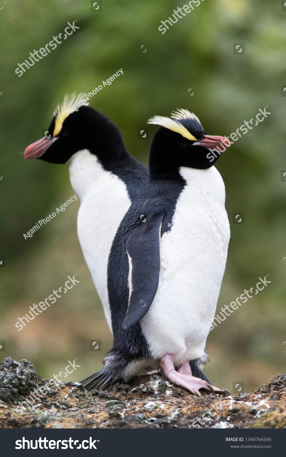 Pair Erectcrested Penguins Eudyptes Sclateri On の写真素材 今すぐ編集