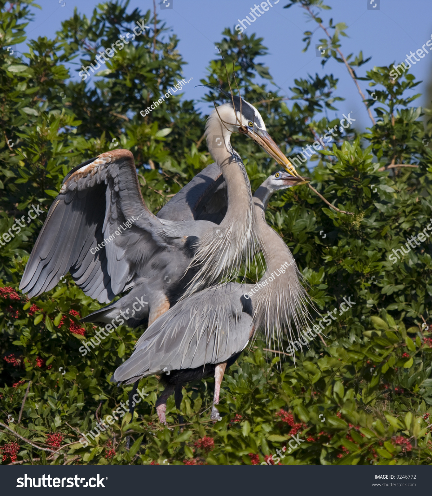 Pair Of Great Blue Herons In Mating Season. Stock Photo 9246772 ...