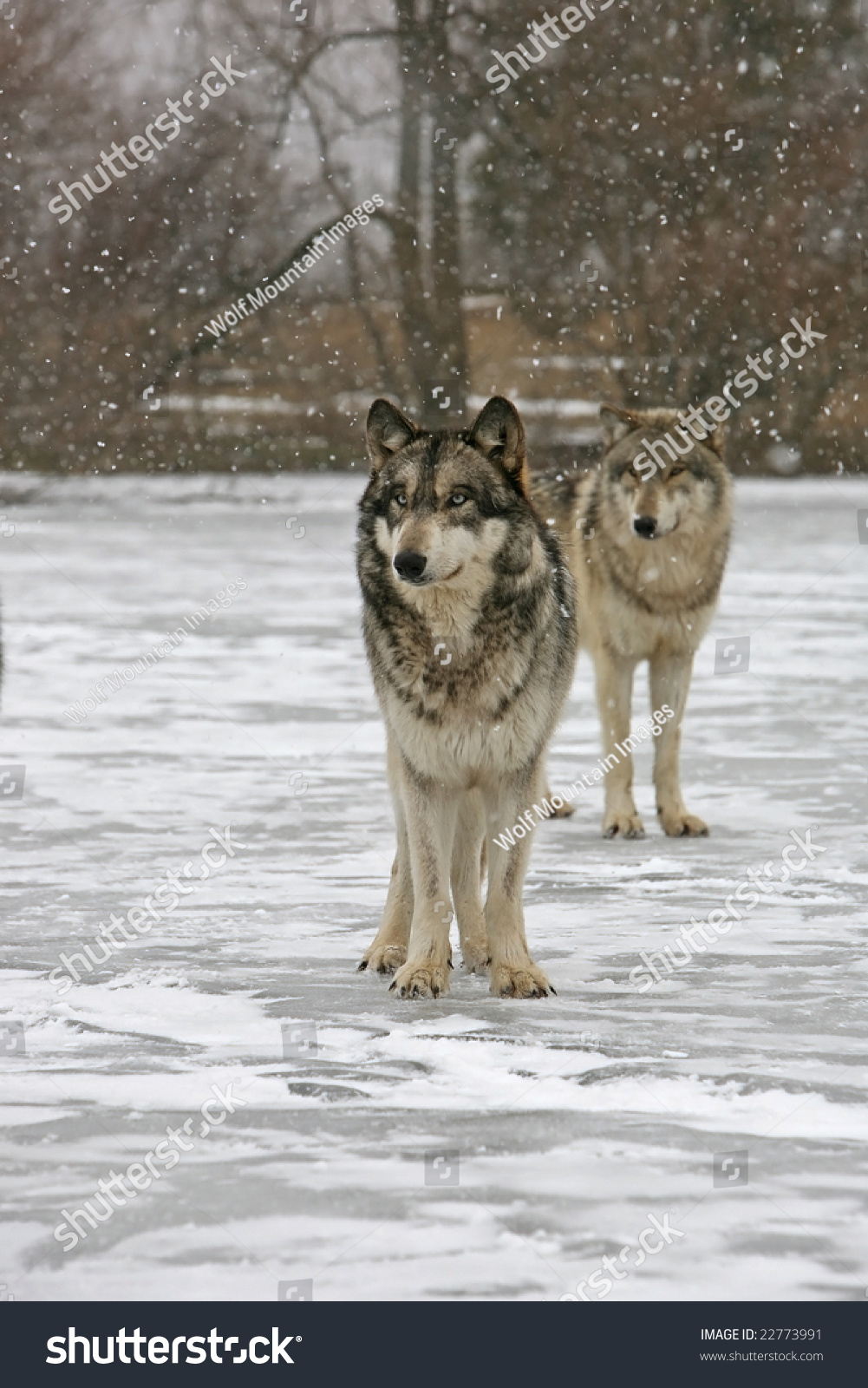 Pair Wolves Snow Stock Photo 22773991 - Shutterstock