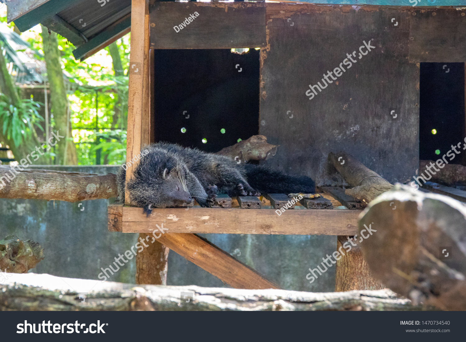 Palawan Binturong Bearcat Sleeping Enclosure Philippine Stock