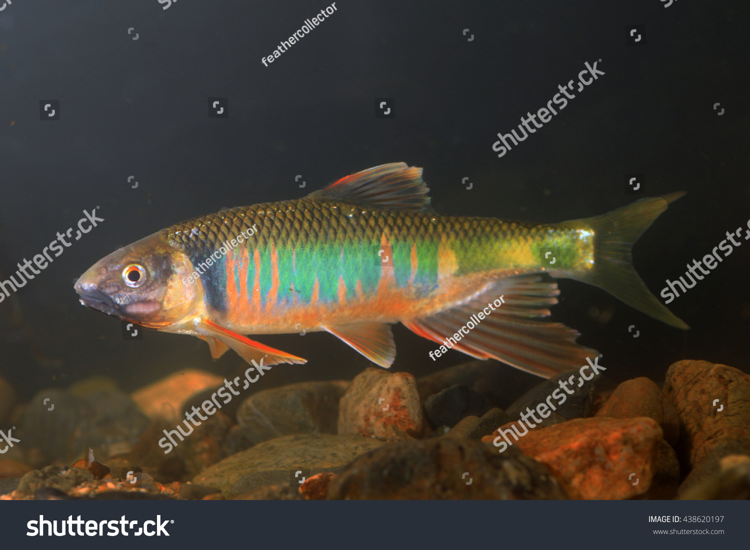 Pale Chub Opsariichthys Platypus Japan Stock Photo 438620197 Shutterstock