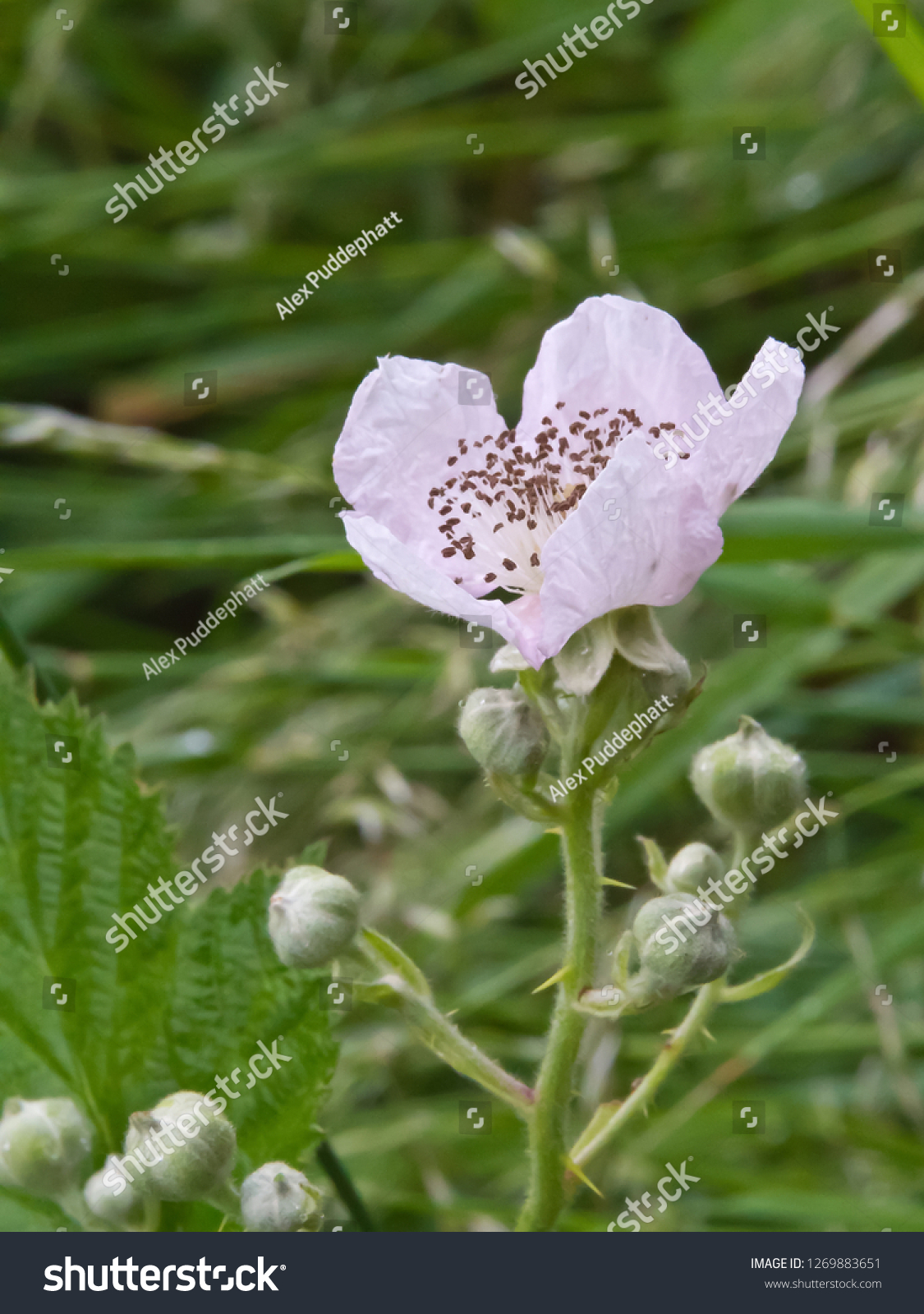 Pale Pink Almost White Bramble Flower Stock Photo Edit Now