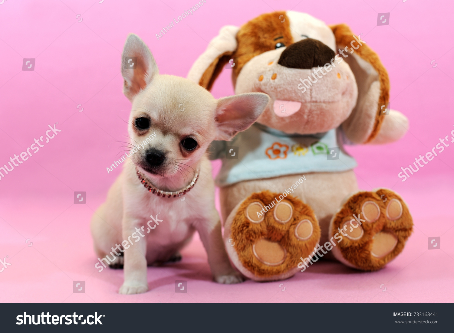 Pale Shorthaired Chihuahua Puppy Funny Toy Stock Photo Edit Now