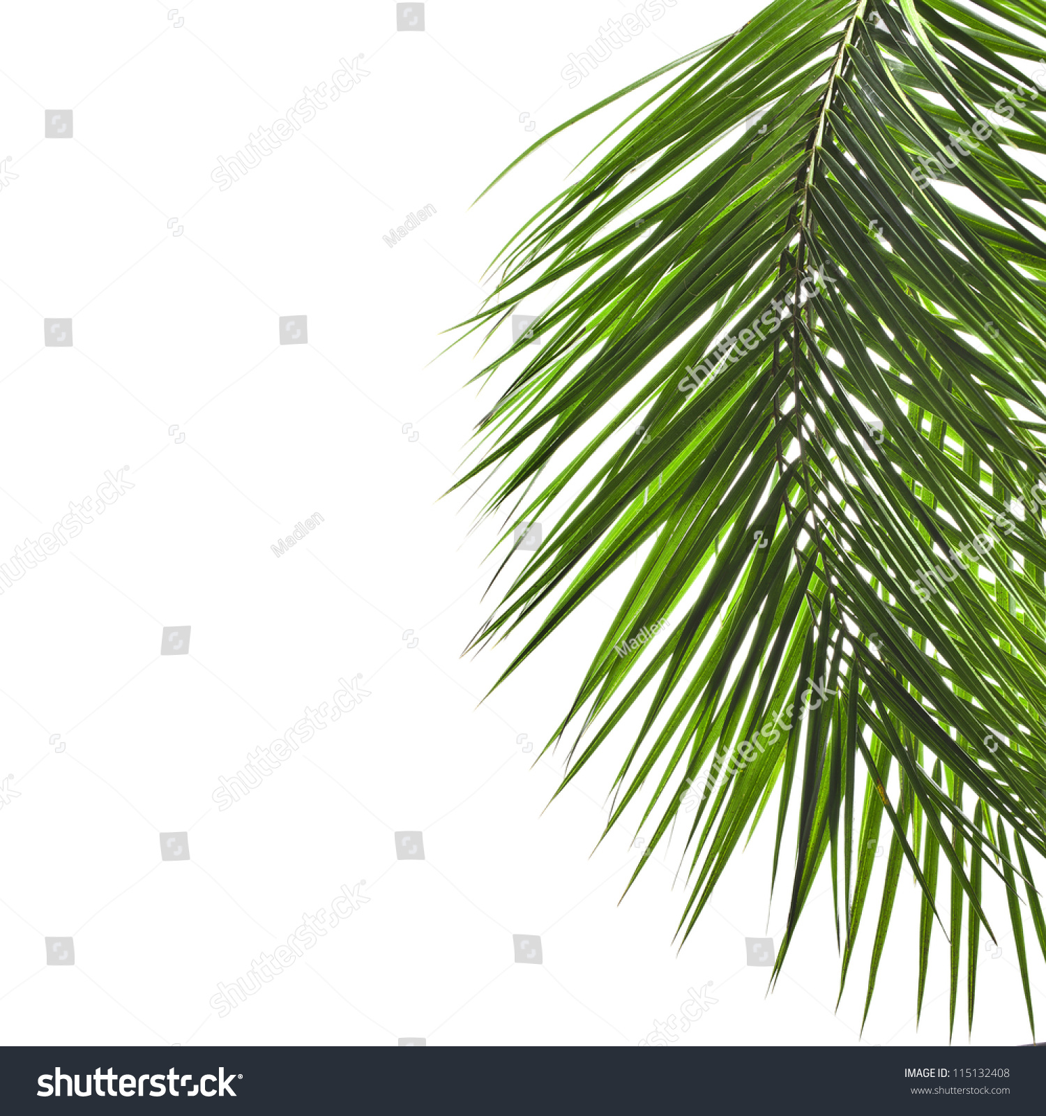 Palm Leaves Border Isolated On White Stock Photo 115132408 : Shutterstock