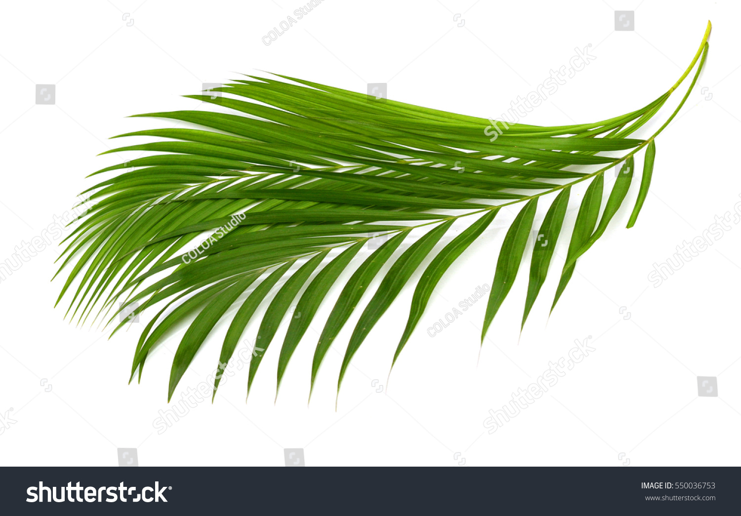 Palm Leaves Isolated On White Stock Photo 550036753 - Shutterstock