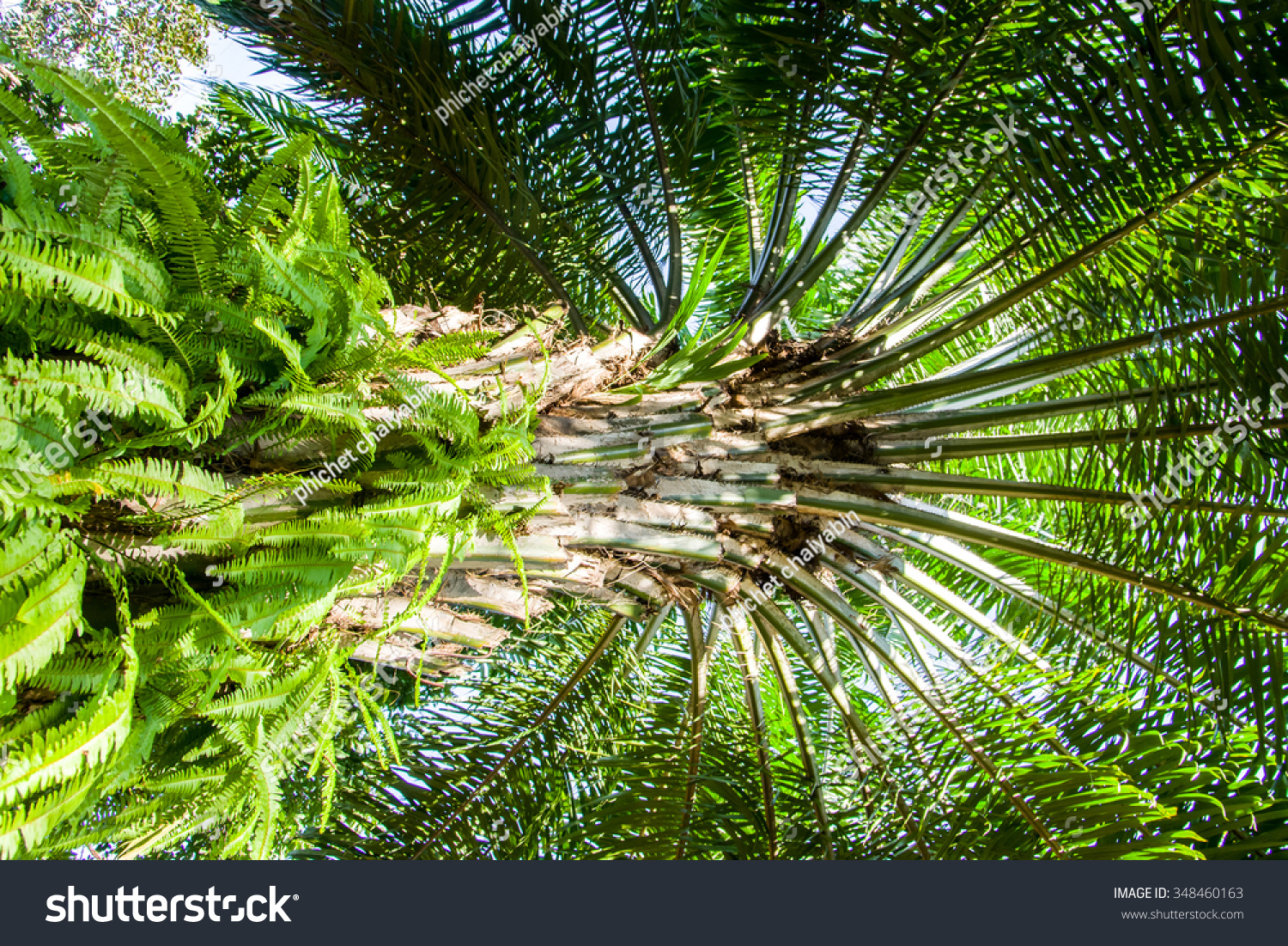 Palm Oil Tree Stock Photo 348460163 : Shutterstock