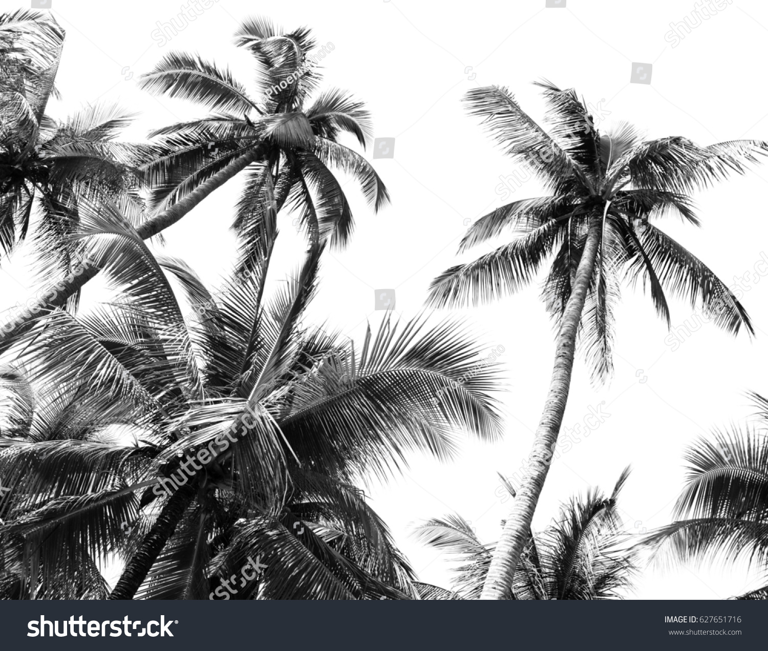 Palm Tree Black White Shadow Coconut Stock Image Download Now