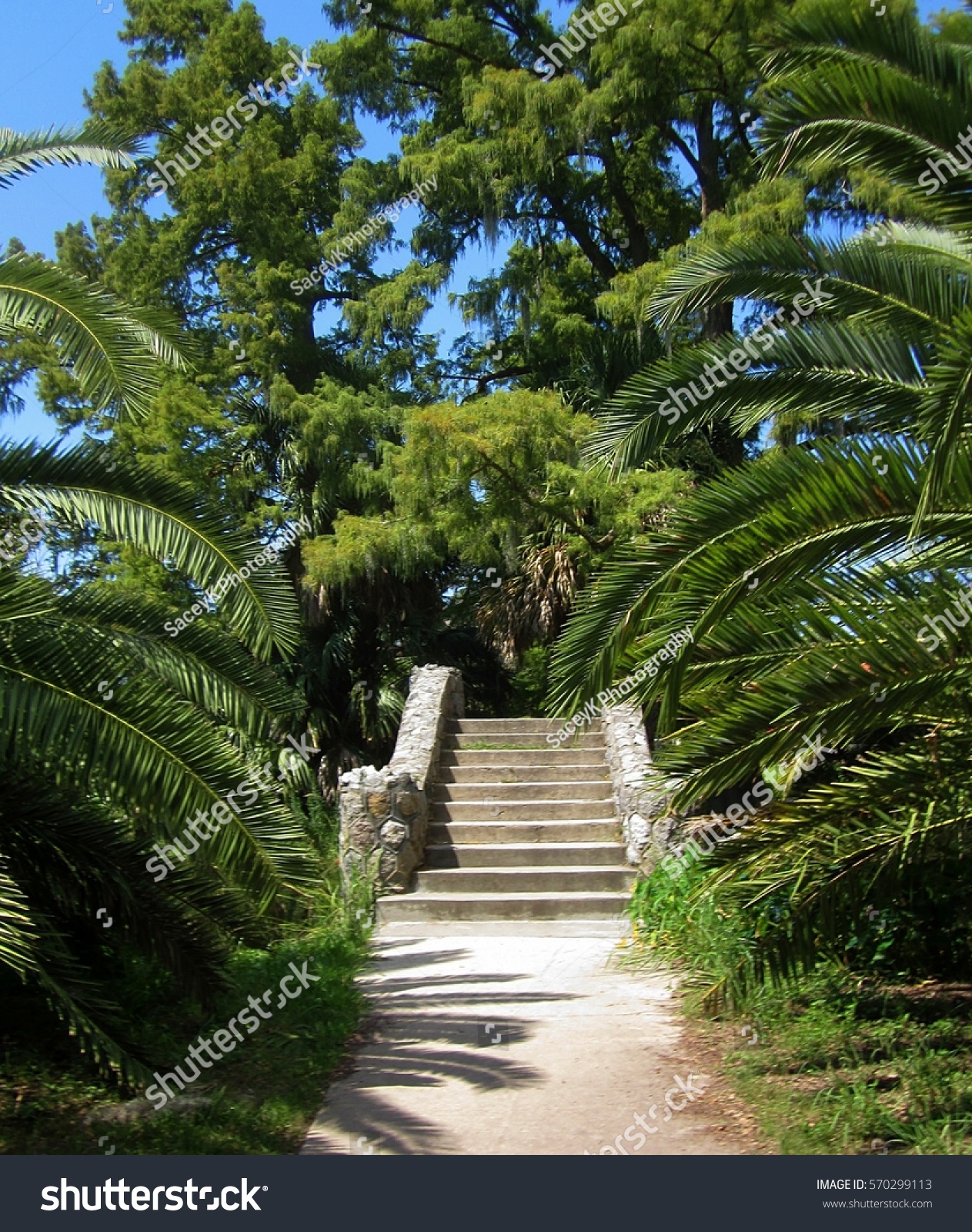 Palm Tree Bridge New Orleans City Stock Photo Edit Now 570299113