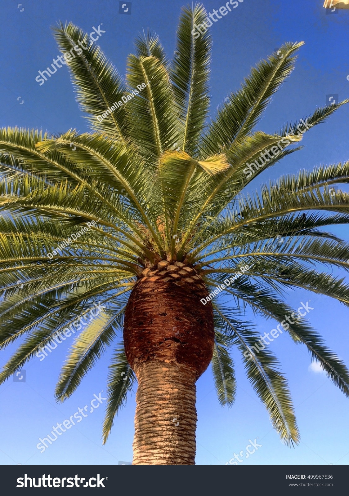 Palm Tree Close Up Stock Image Image Of Palm, Frond   48670791