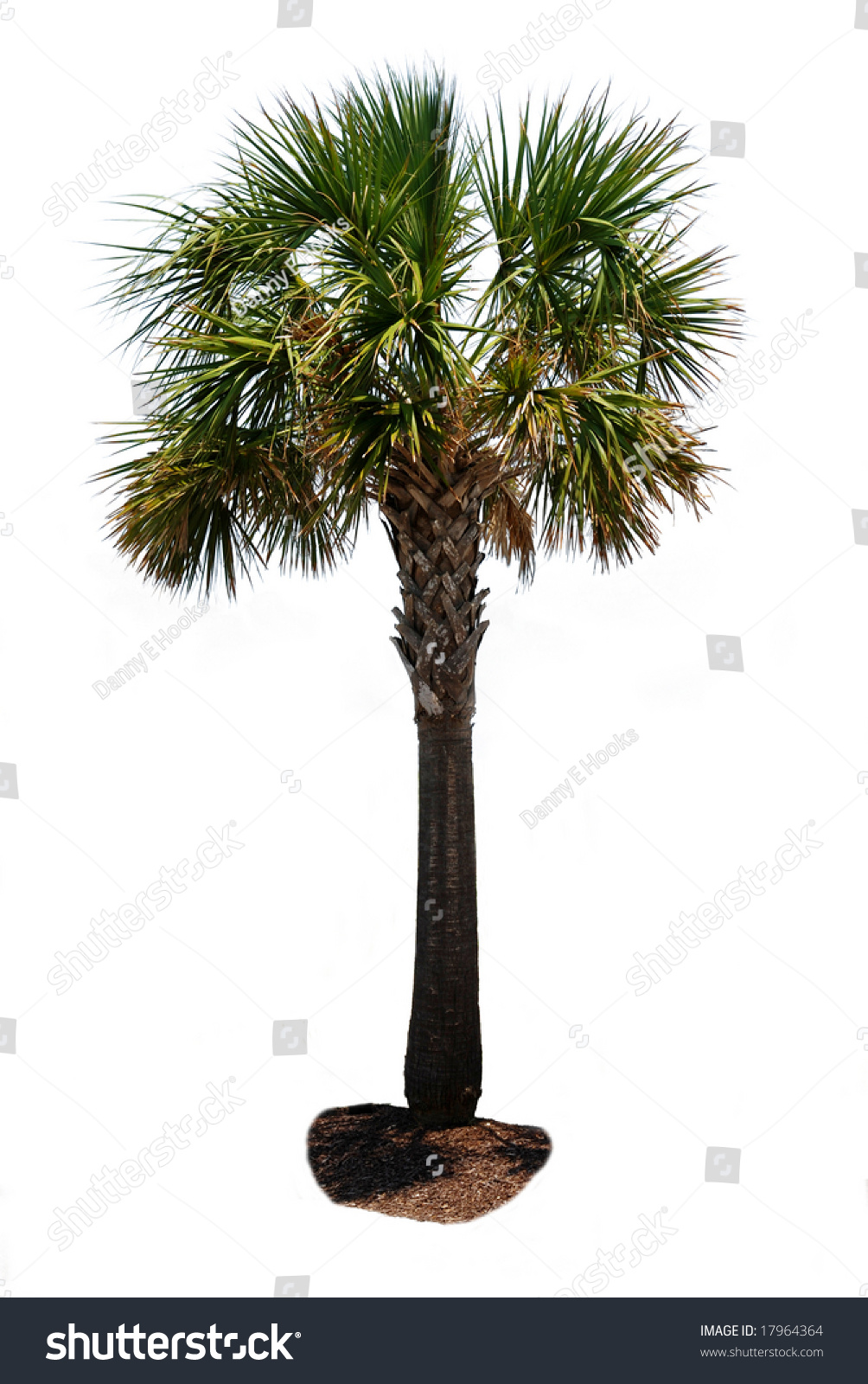 Palm Tree Isolated On White Background. Stock Photo 17964364 : Shutterstock