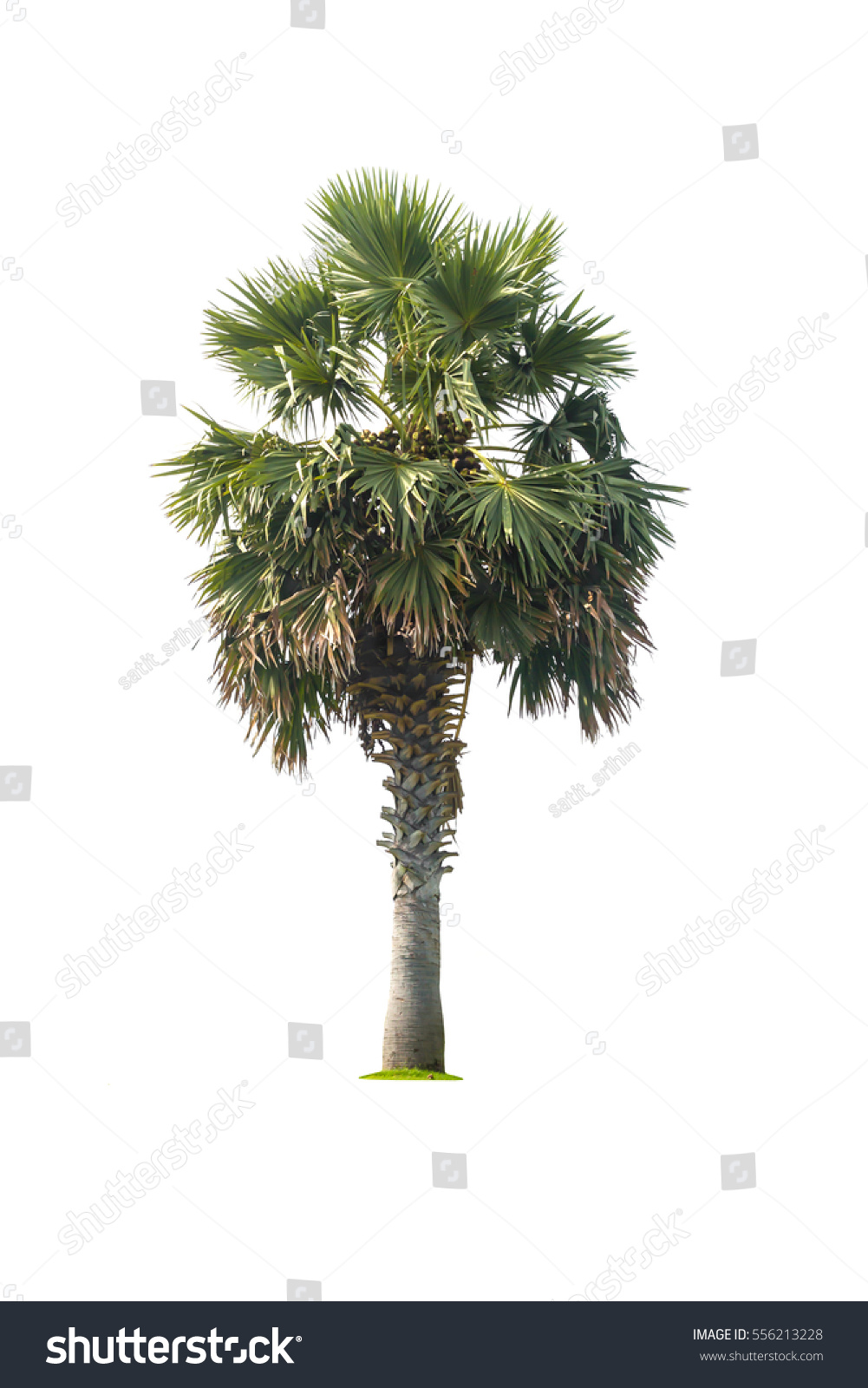 Palm Tree Isolated On White Background Stock Photo (Edit Now) 556213228