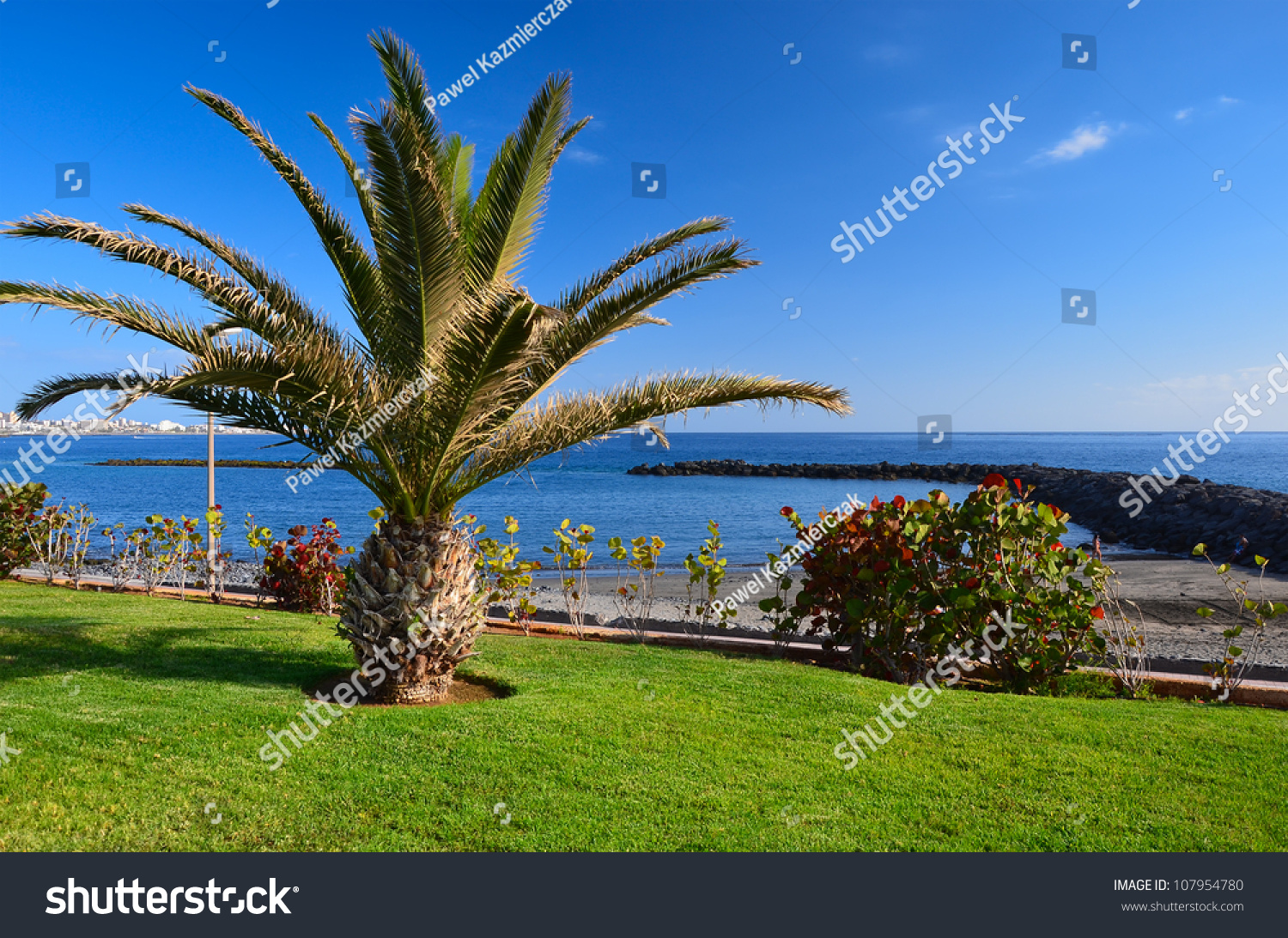 Palm Tree On Sea Promenade, Tenerife, Canary Islands, Spain Stock Photo ...