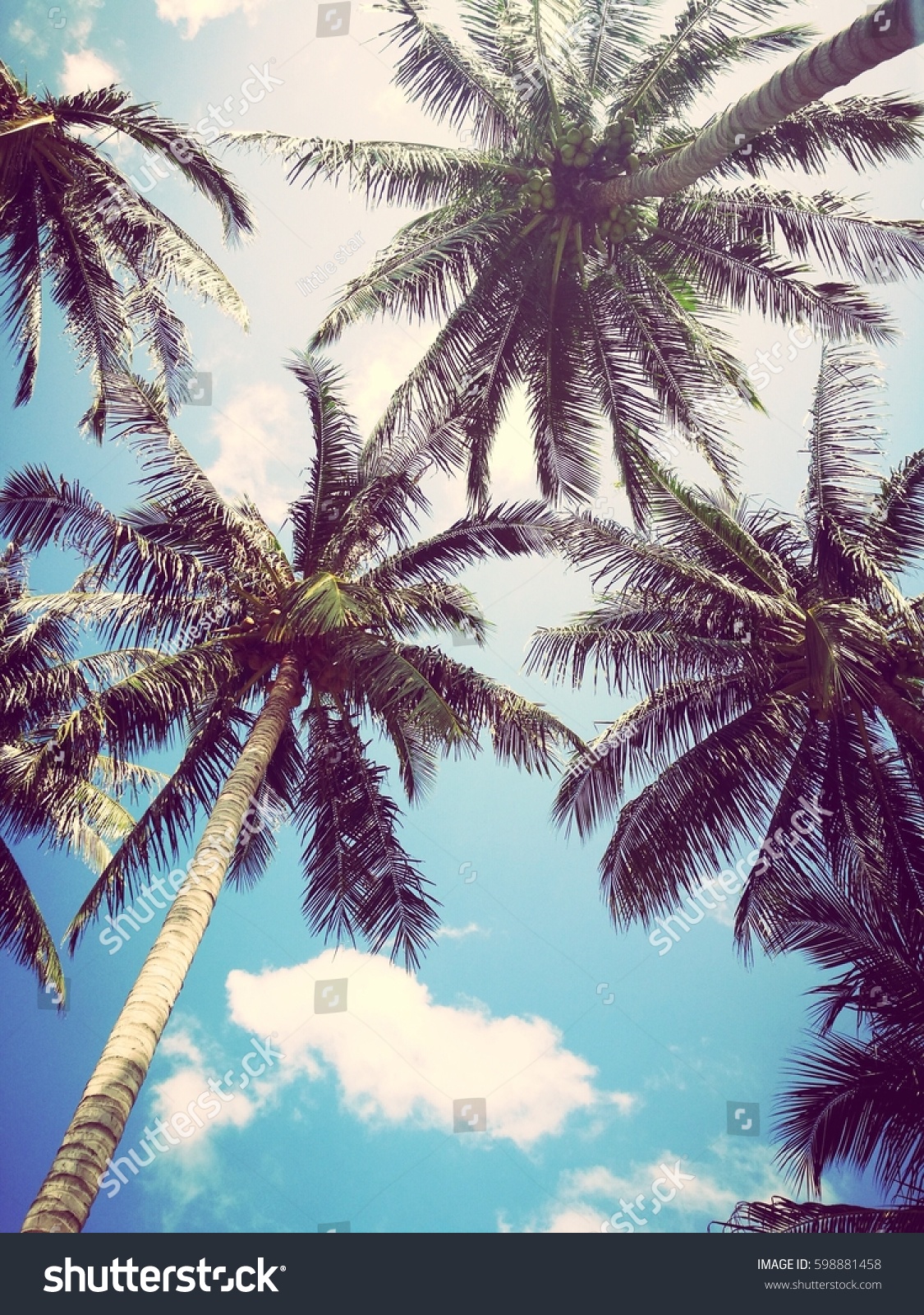 Palm Tree On Beach Vintage Film Stock Photo 598881458 | Shutterstock