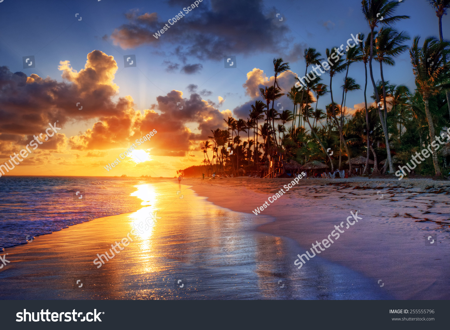 Palm Tree Sandy Beach Sunrise Stock Photo 255555796 : Shutterstock