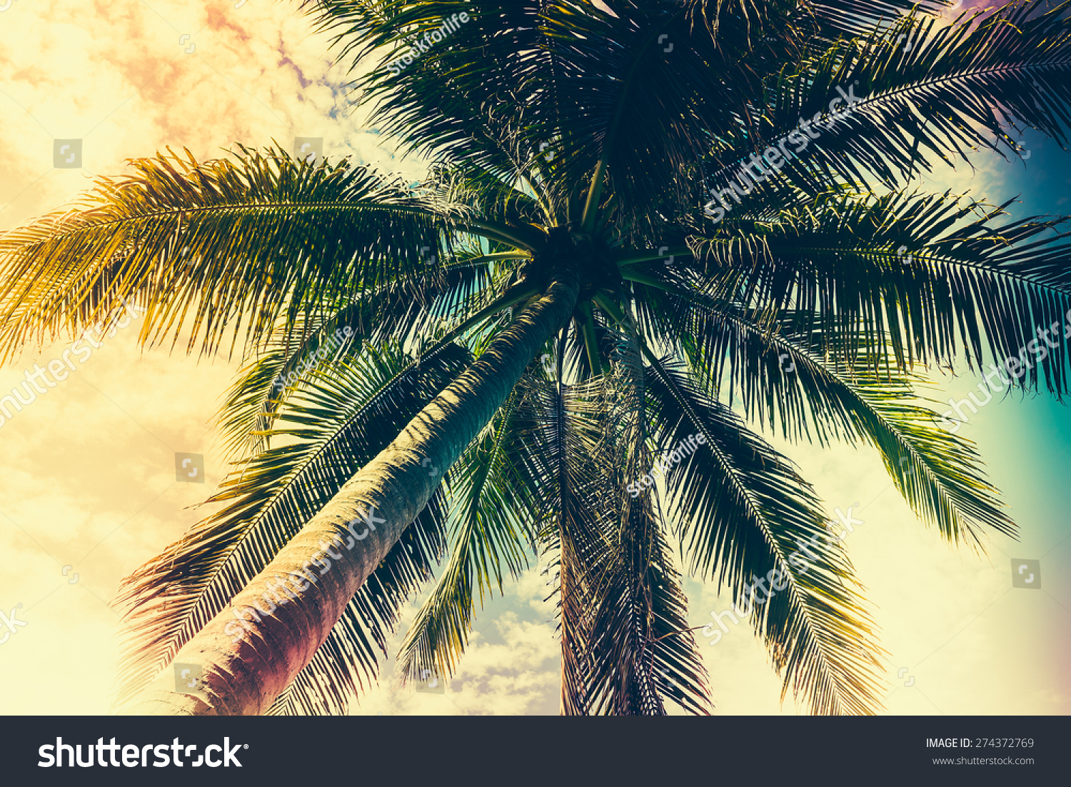 Palm Tree - Vintage Filter Stock Photo 274372769 : Shutterstock