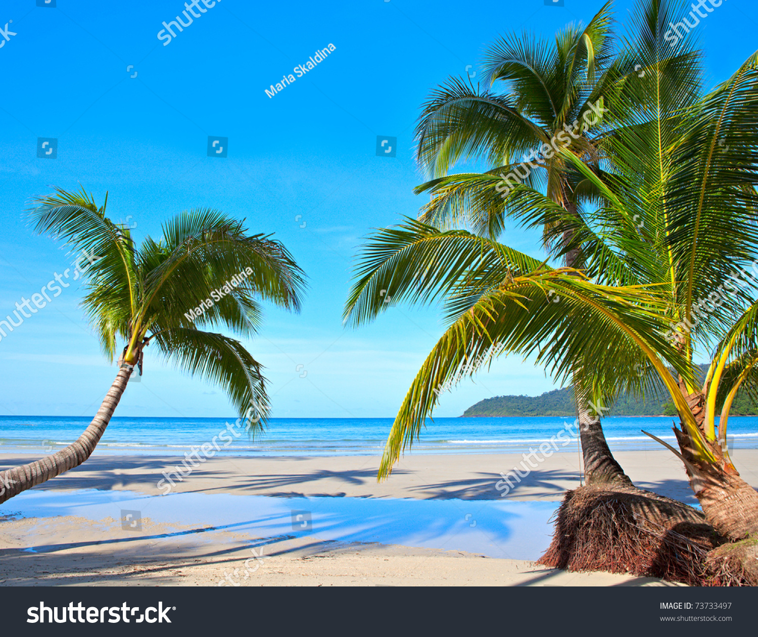 Palm Trees On Beautiful Sunny Beach Stock Photo 73733497 Shutterstock