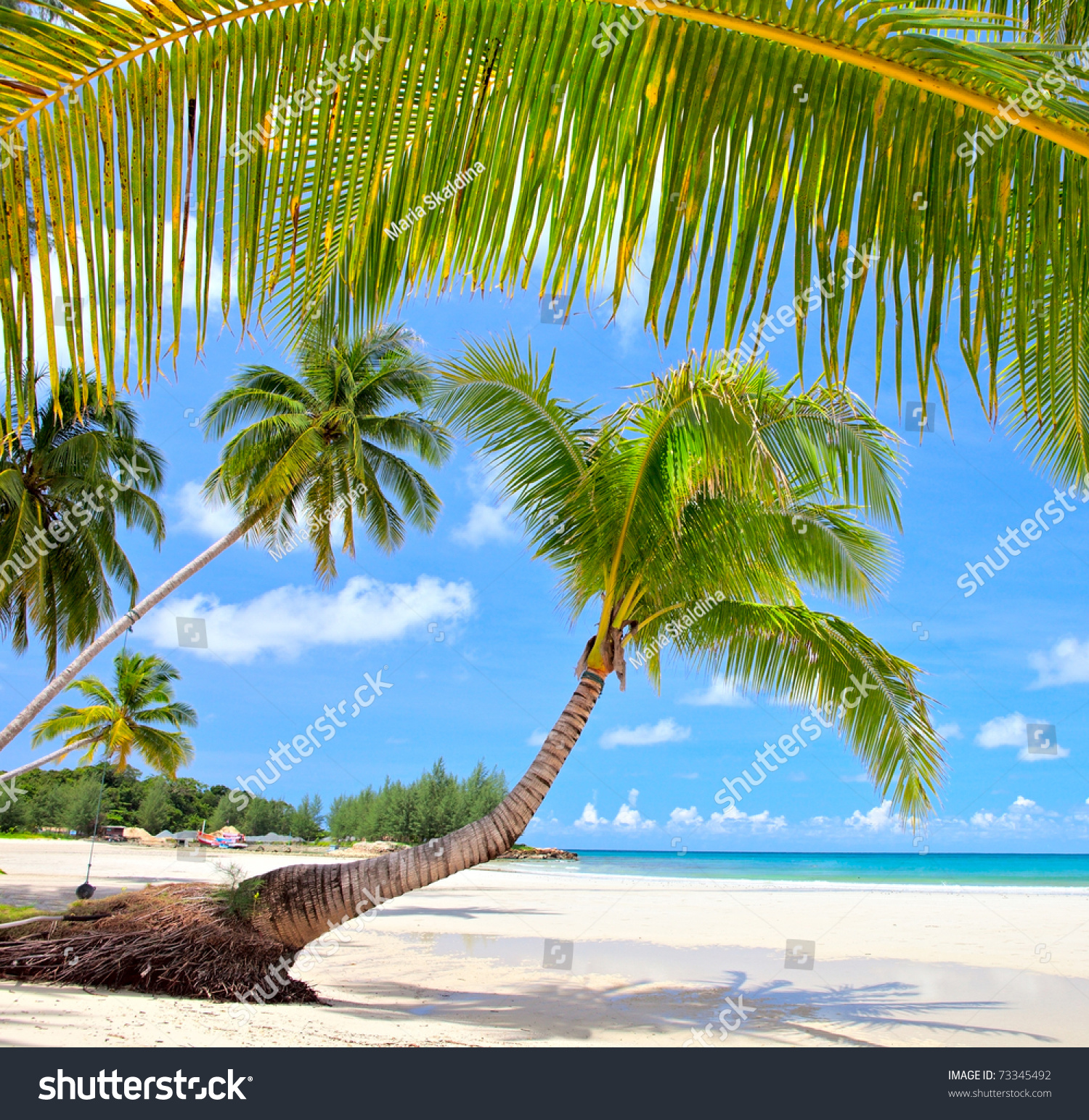Palm Trees On Luxury Exotic Beach Stock Photo 73345492 - Shutterstock