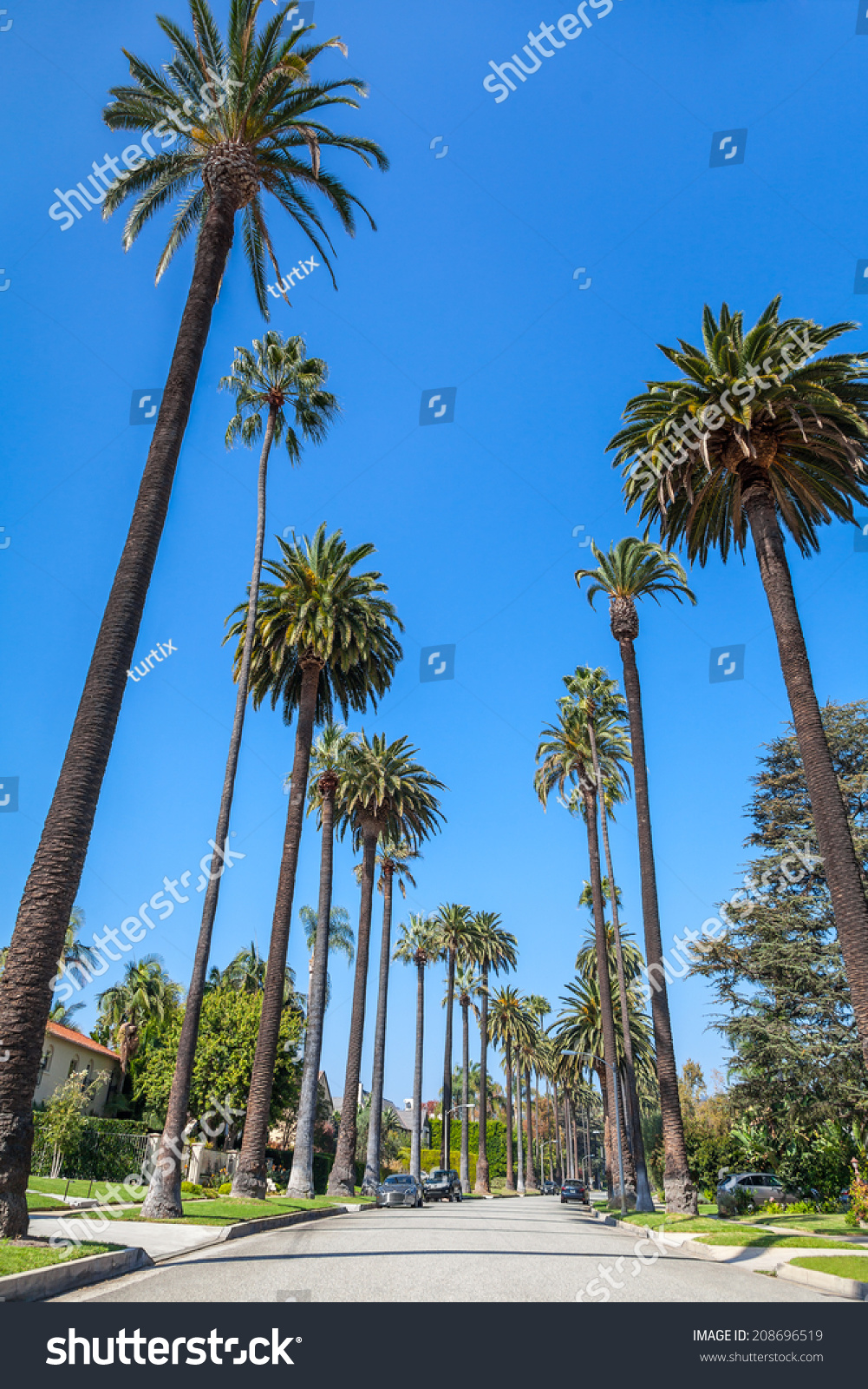 Palm Trees Street Beverly Hills Los Stock Photo 208696519 - Shutterstock