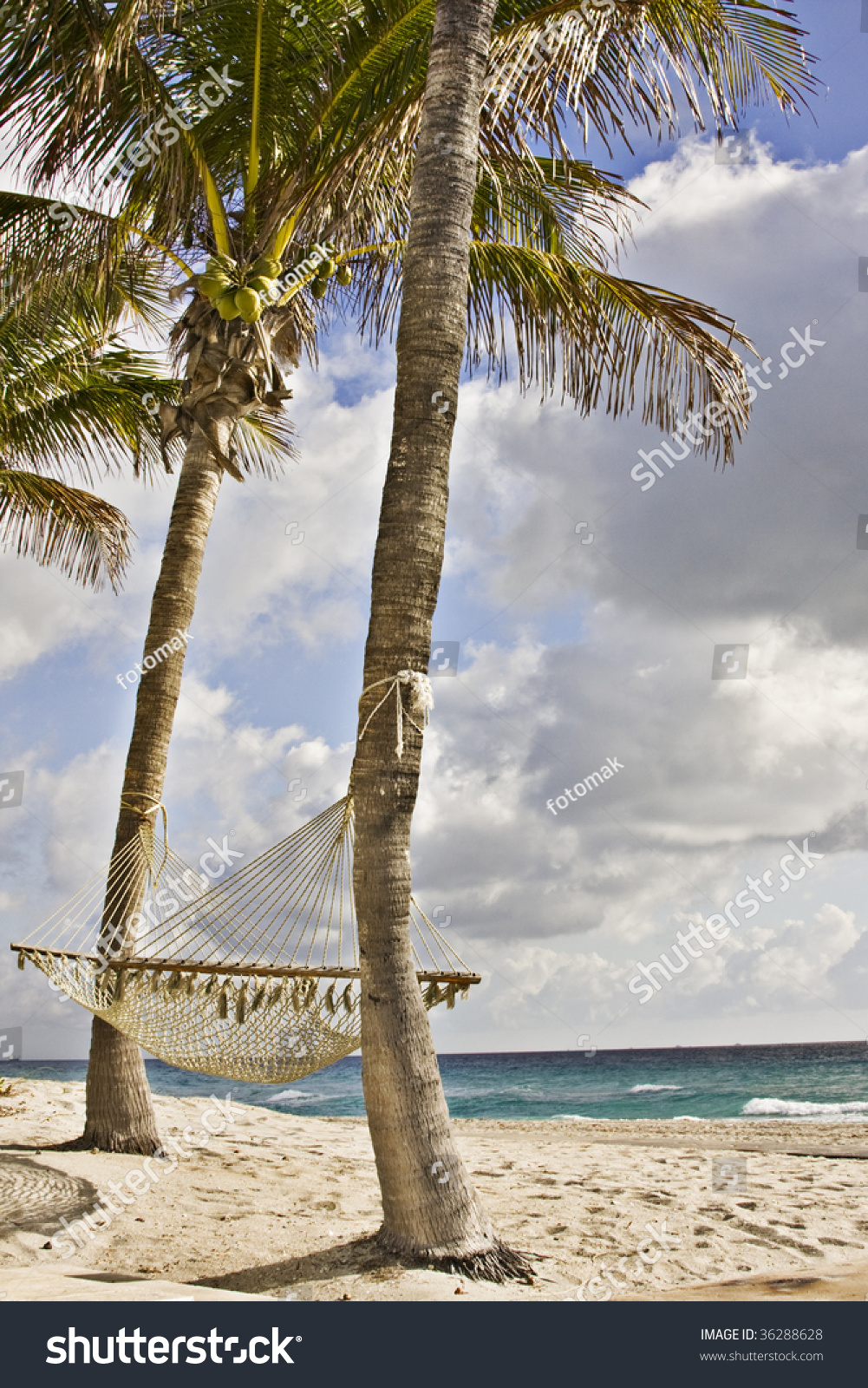 Palm Trees Hammock On Beach Miami Stock Photo 36288628 - Shutterstock