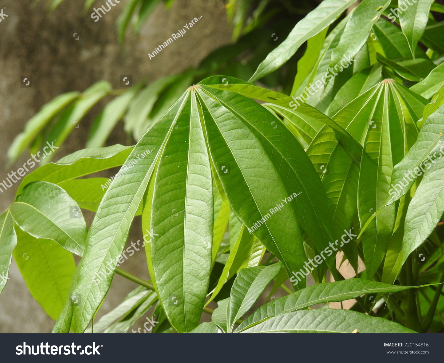 Palmate Compound Leaf Tree Cassava Known Stock Photo 720154816 ...