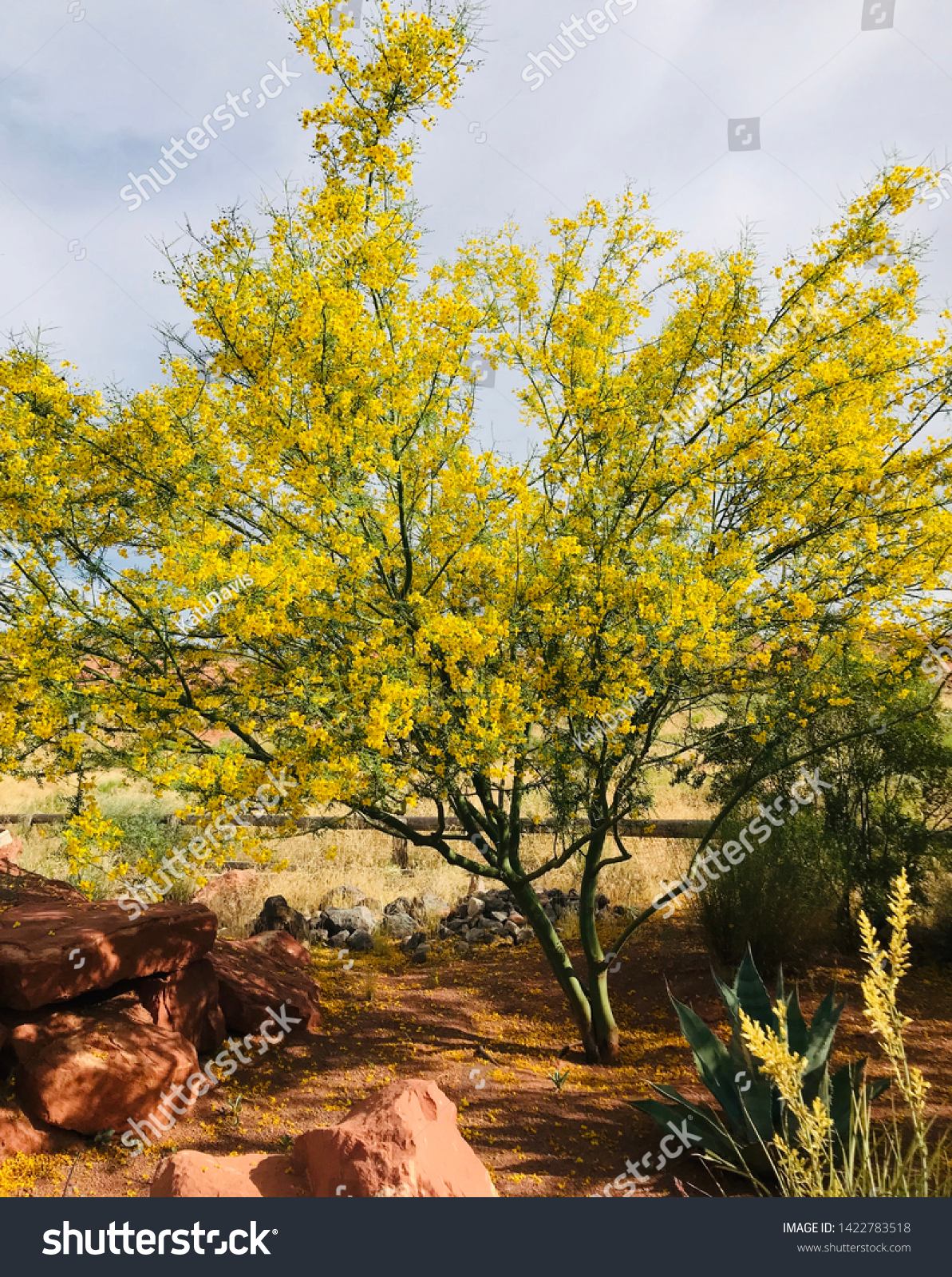 Palo Verde Tree Bloom Stock Photo Edit Now 1422783518