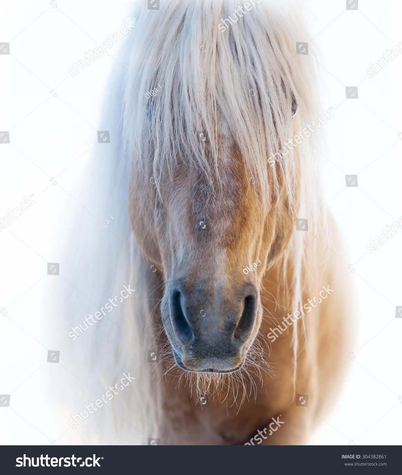 白い背景にパロミノの馬の顔と毛むくじゃらの白い前髪 の写真素材 今すぐ編集