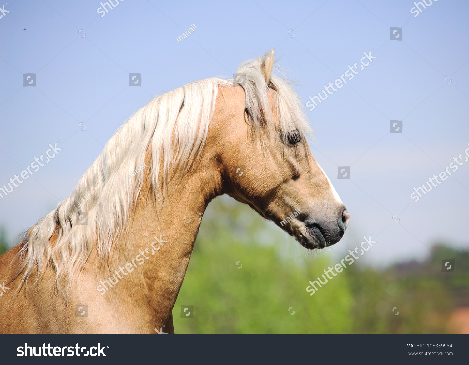 Palomino Miniature Horse Stock Photo 108359984 : Shutterstock